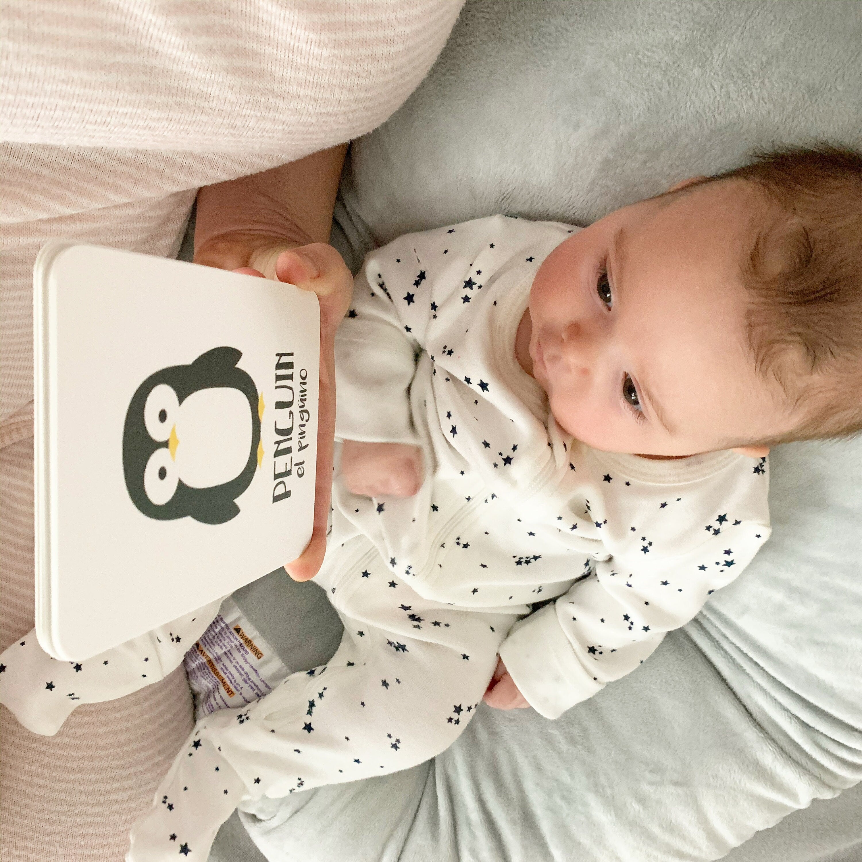 Arctic Animals Flashcards