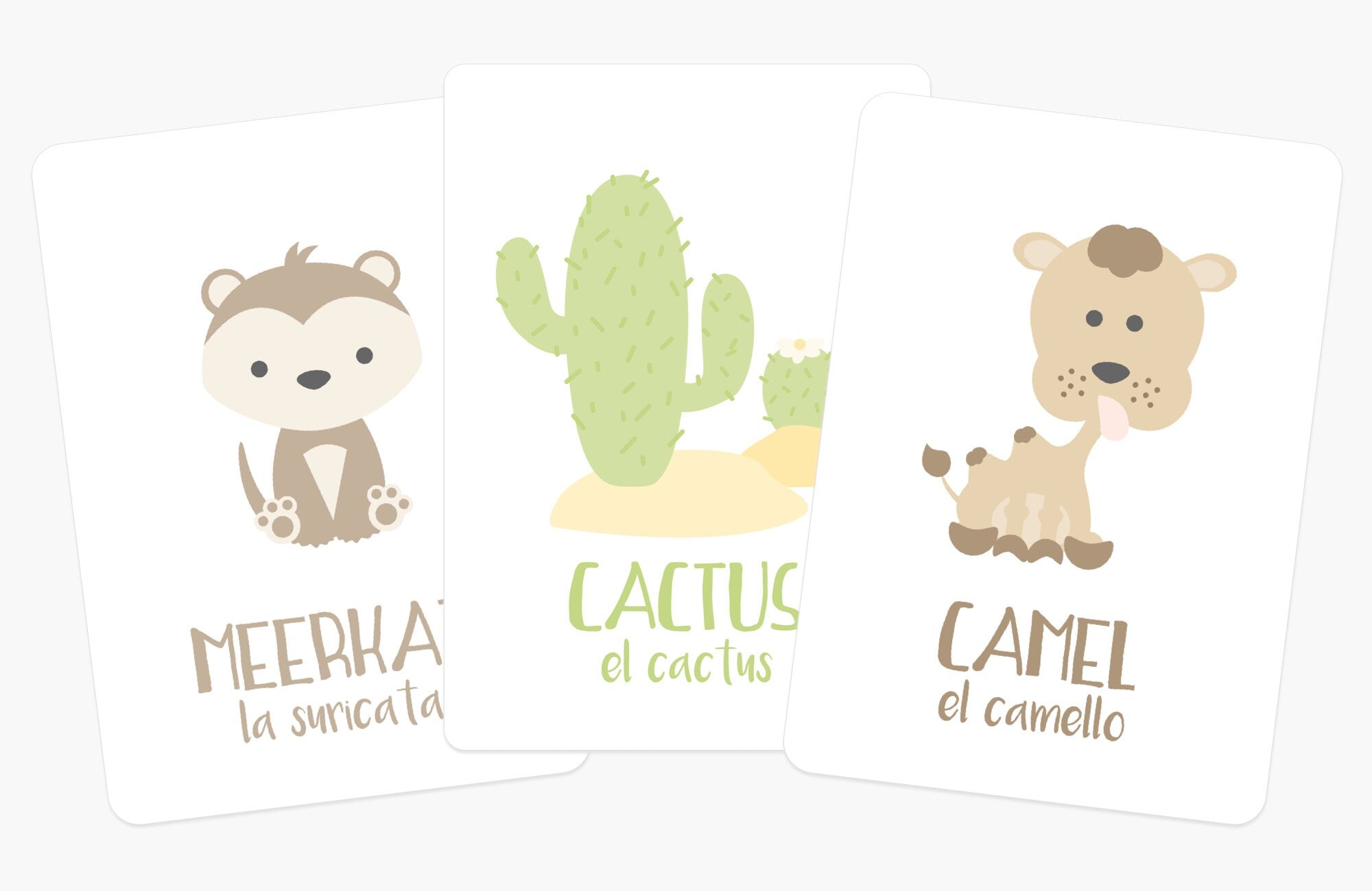 Desert Animal Flashcards