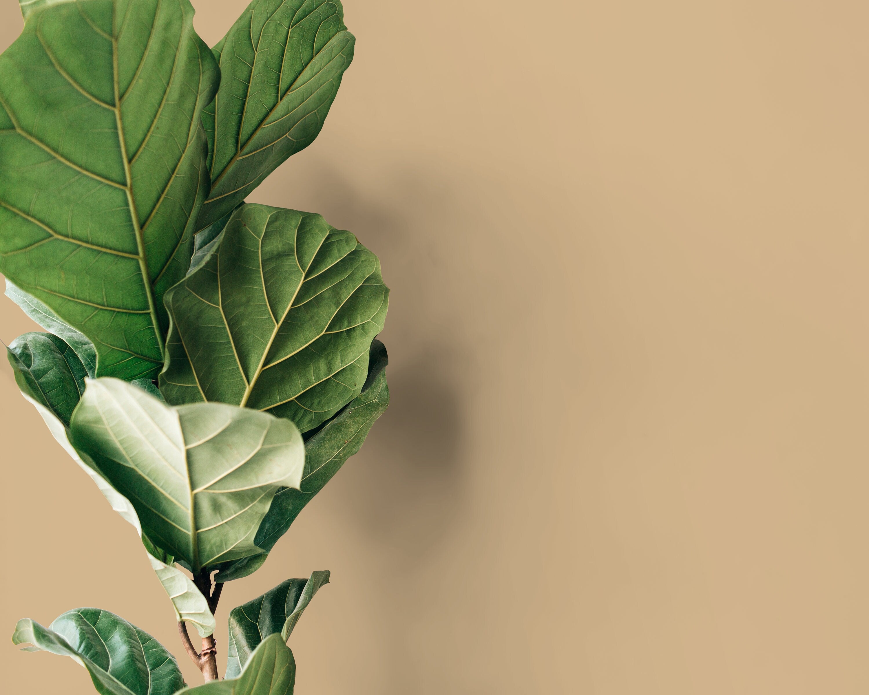 Solid Color Wallpaper In A Muted Soft Orange - D415