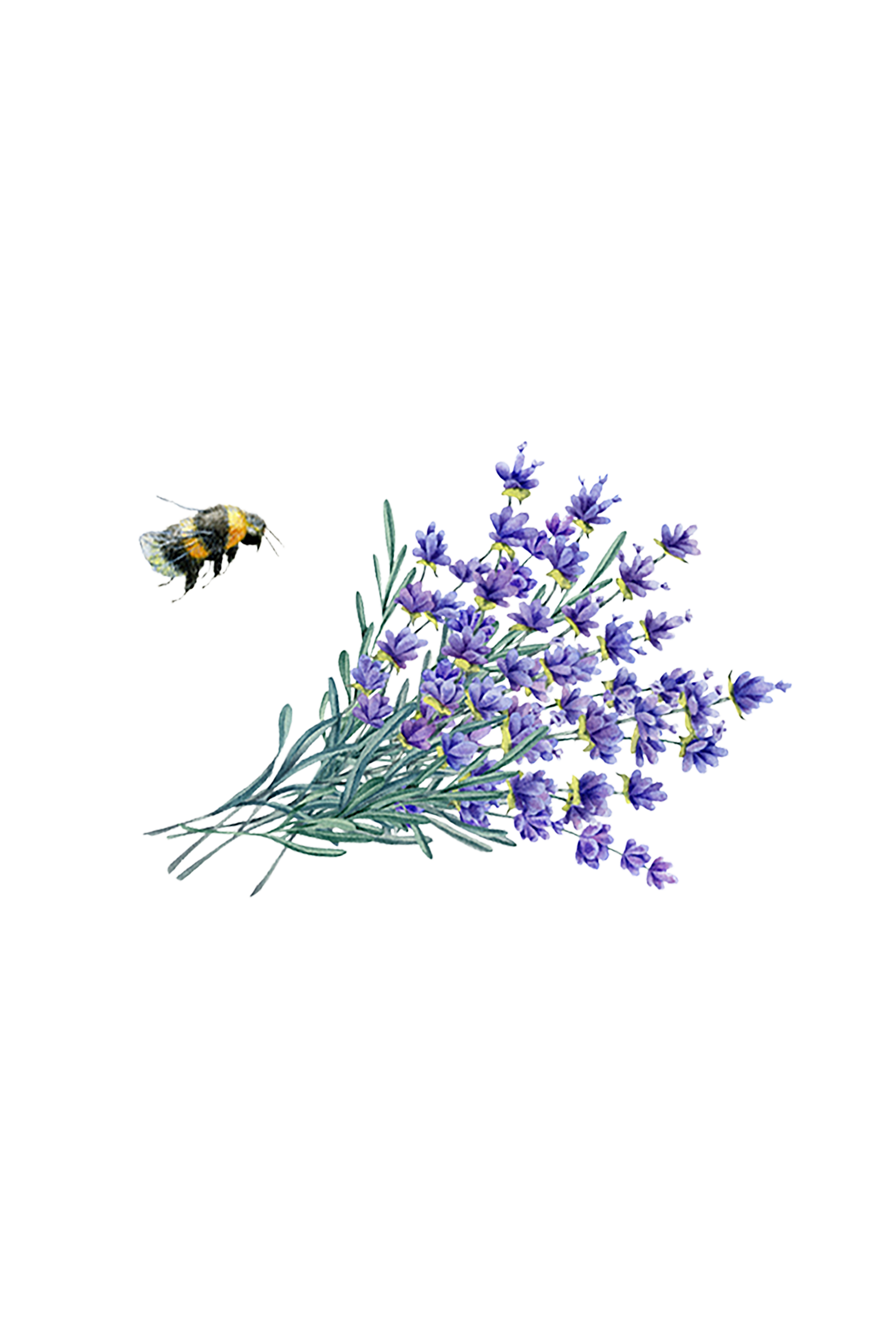 Lavender Essential Oil
