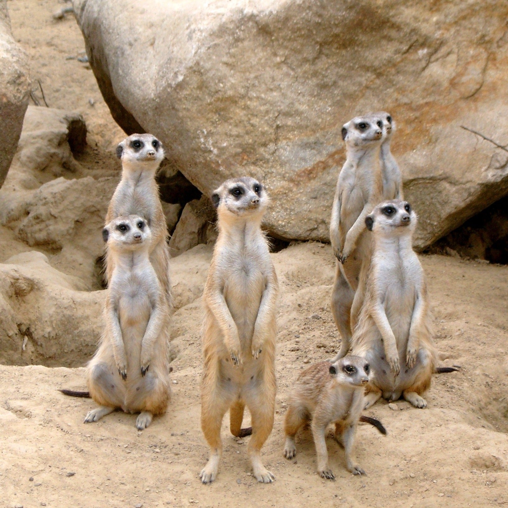 Meerkat Finger Puppet