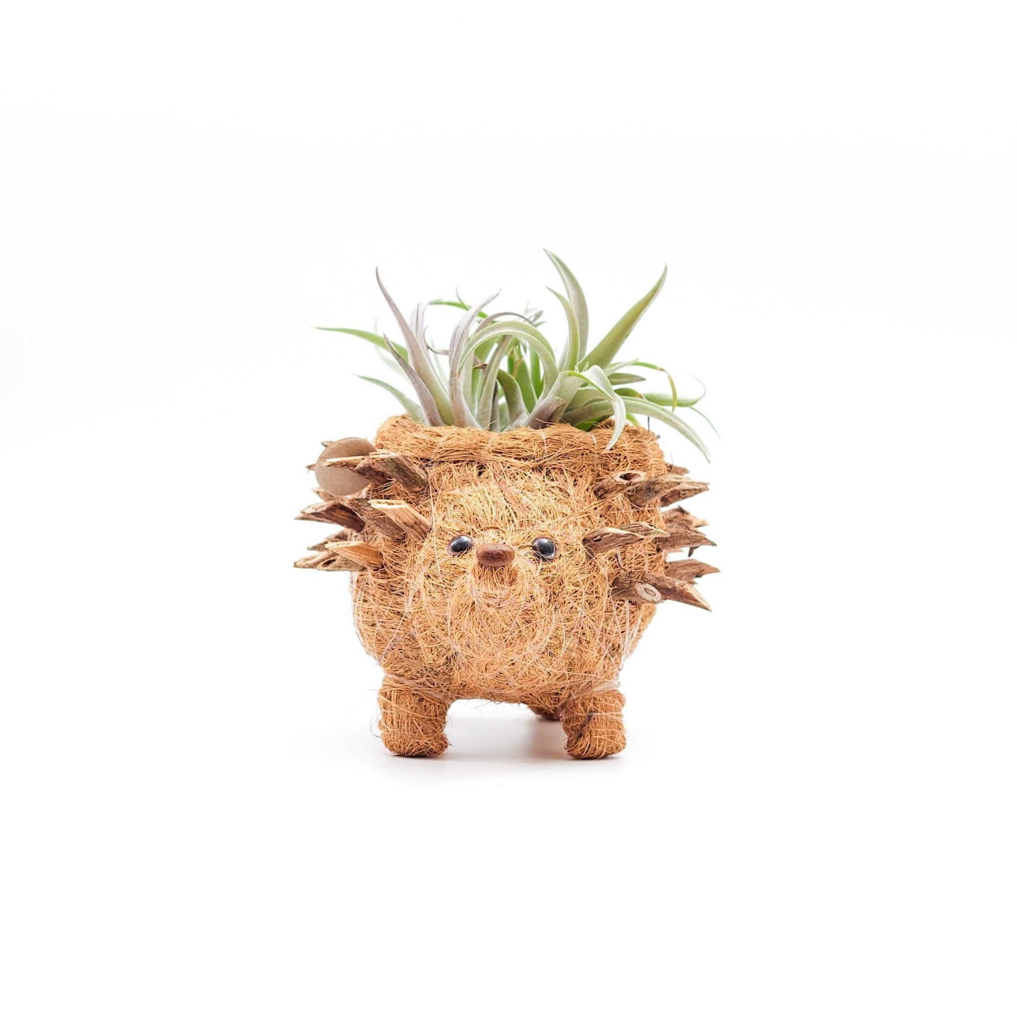 Baby Hedgehog Plant Pot - Handmade Planters | Likhâ