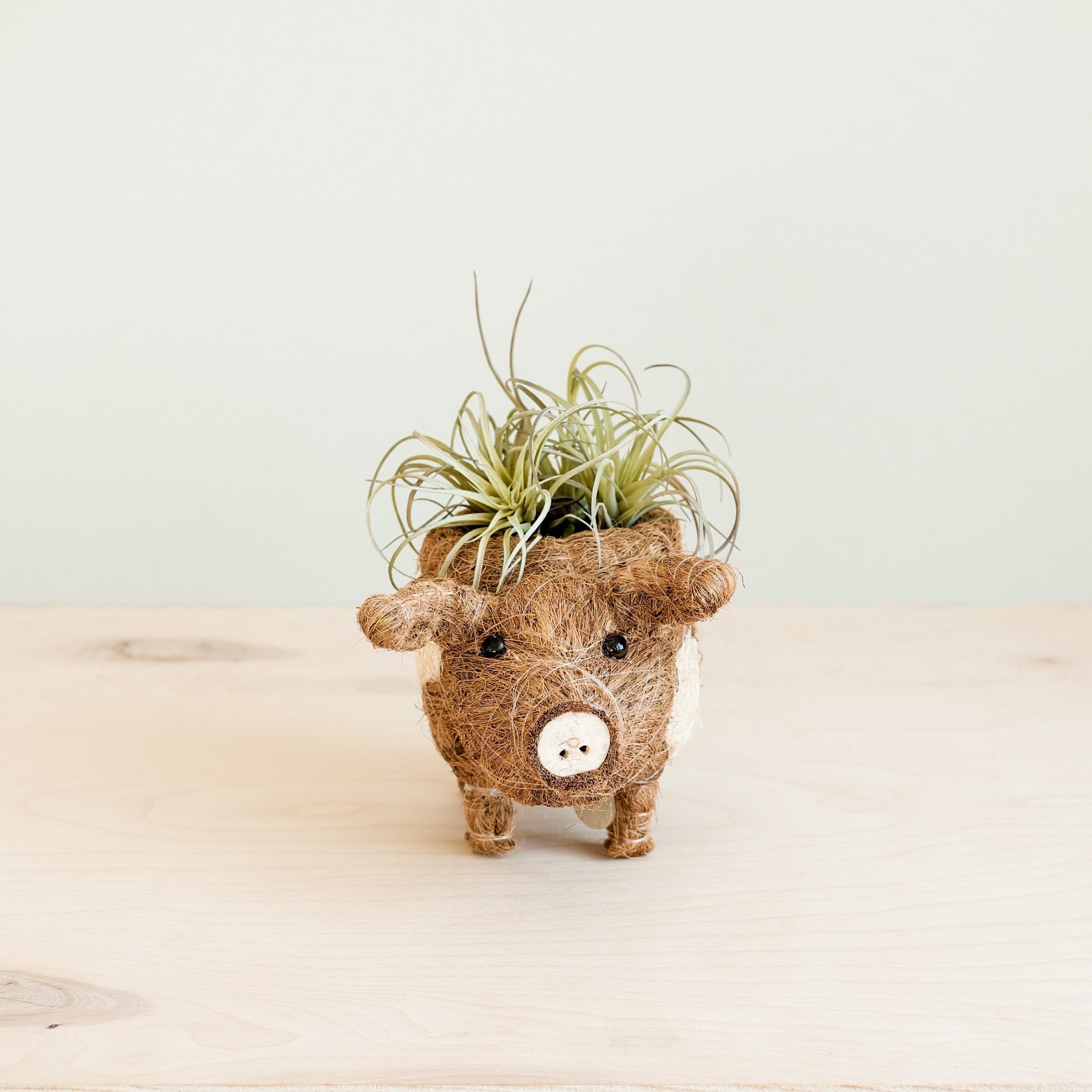 Baby Pig Succulent Pot - Handmade Planters | Likhâ