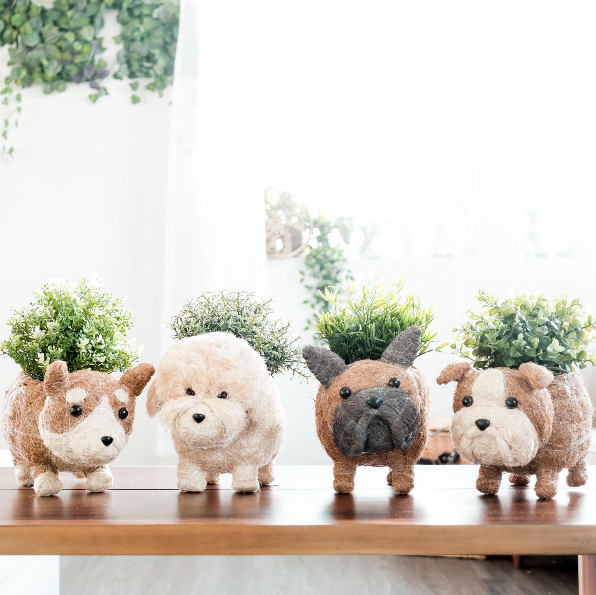 French Bulldog Planter - Coco Coir Pots | Likhâ