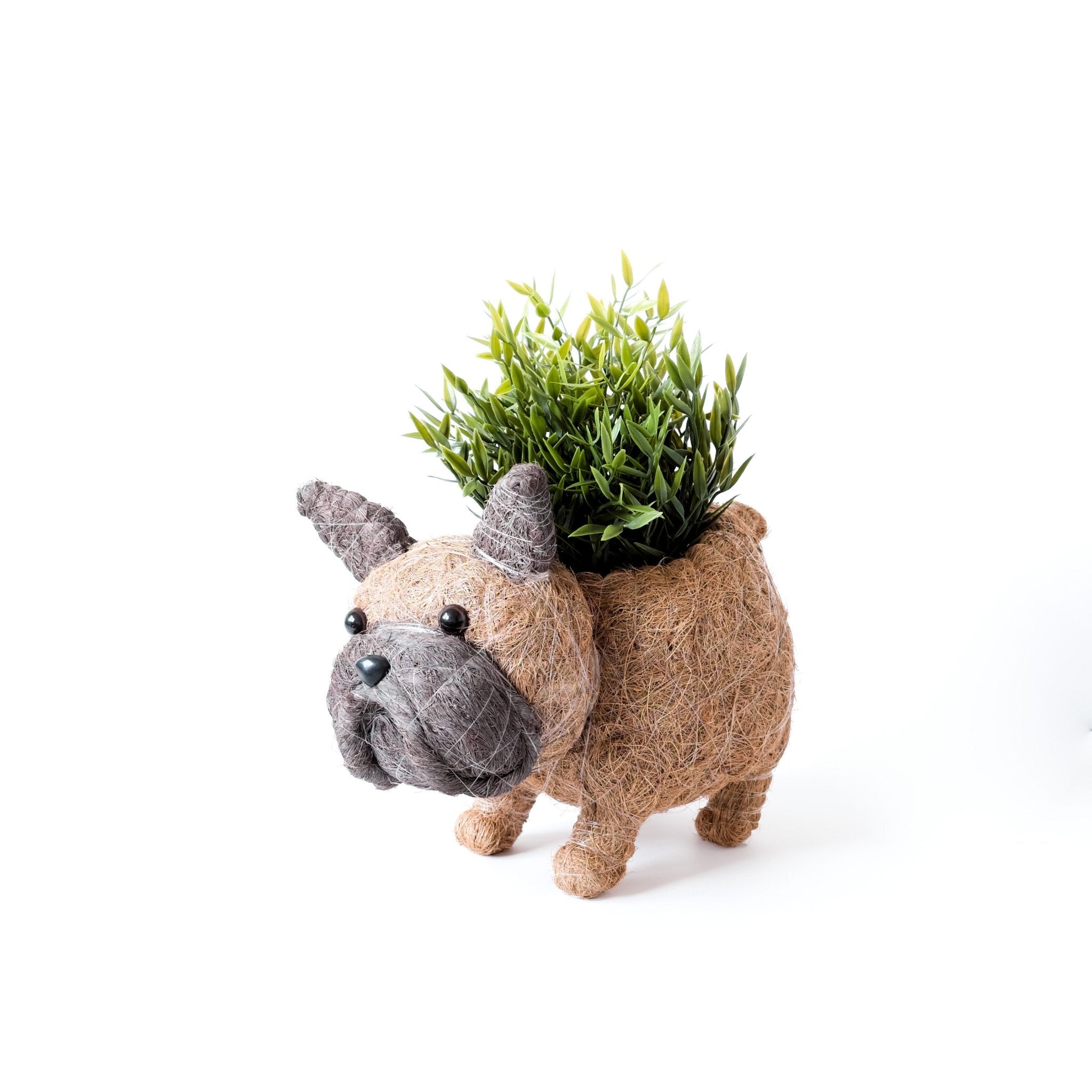 French Bulldog Planter - Coco Coir Pots | Likhâ