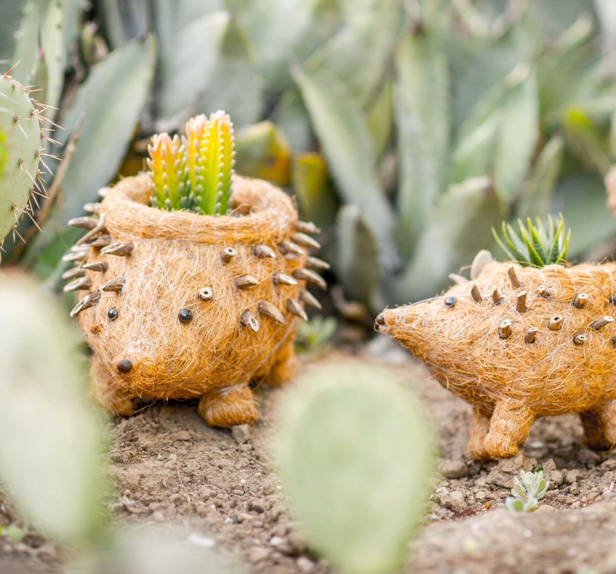 Hedgehog Planter - Coco Planter| Likhâ