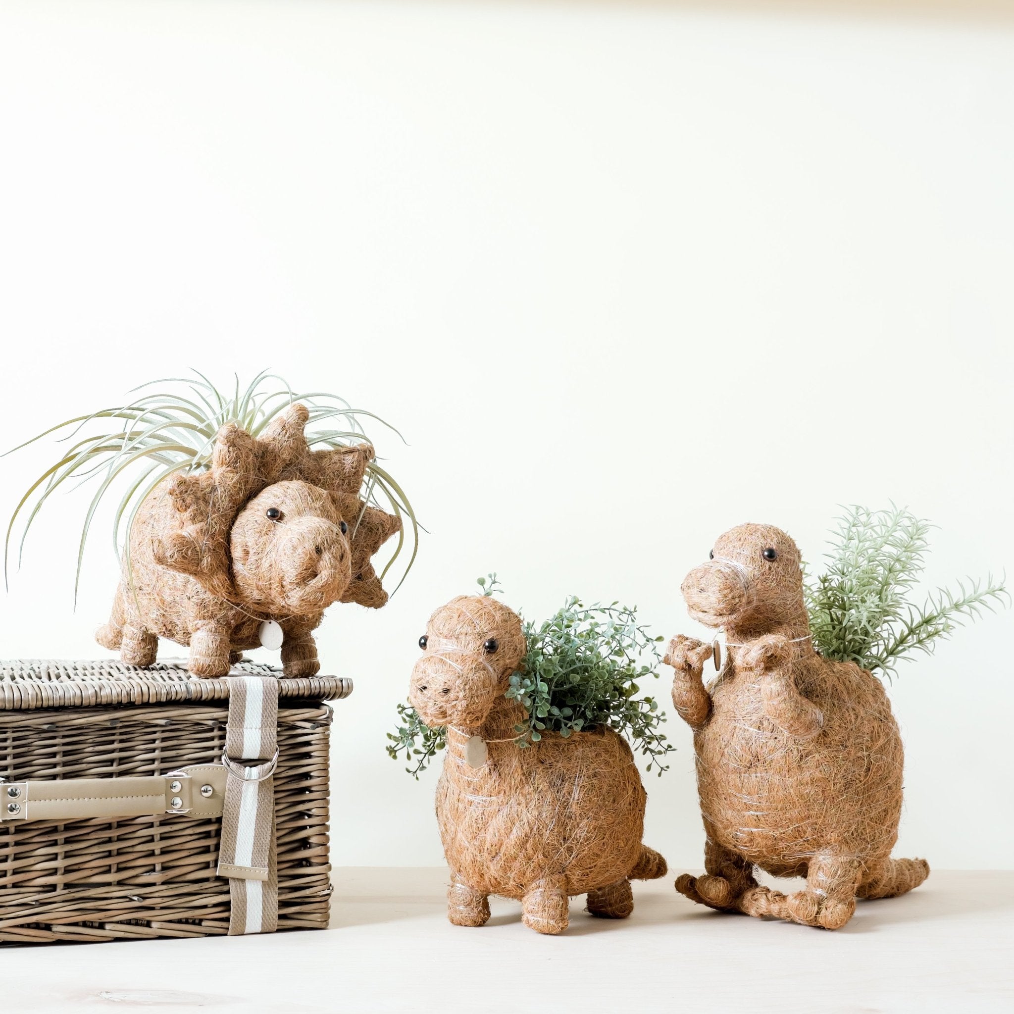 Triceratops Planter - Coco Coir Pots | Likhâ