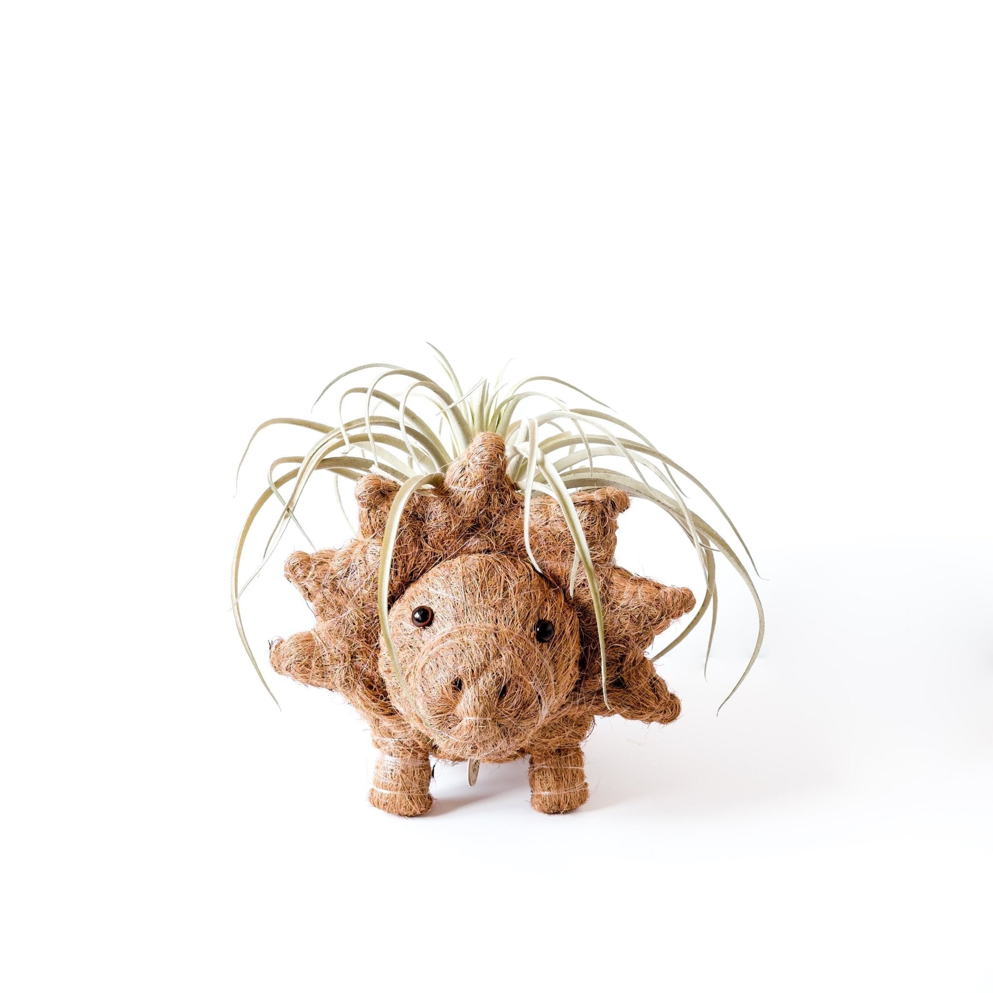 Triceratops Planter - Coco Coir Pots | Likhâ