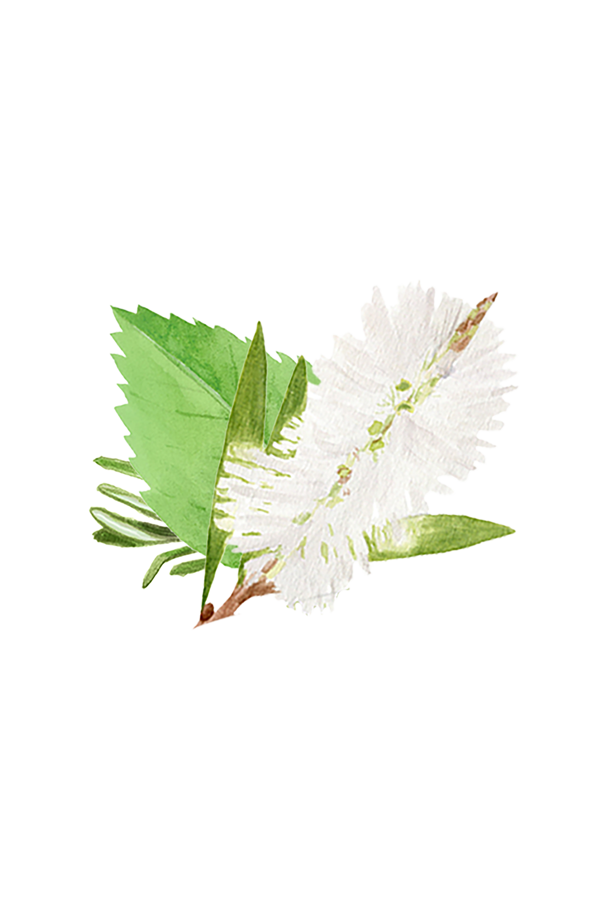 Floor Cleaner Concentrate | Rosemary, Mint & Tea Tree