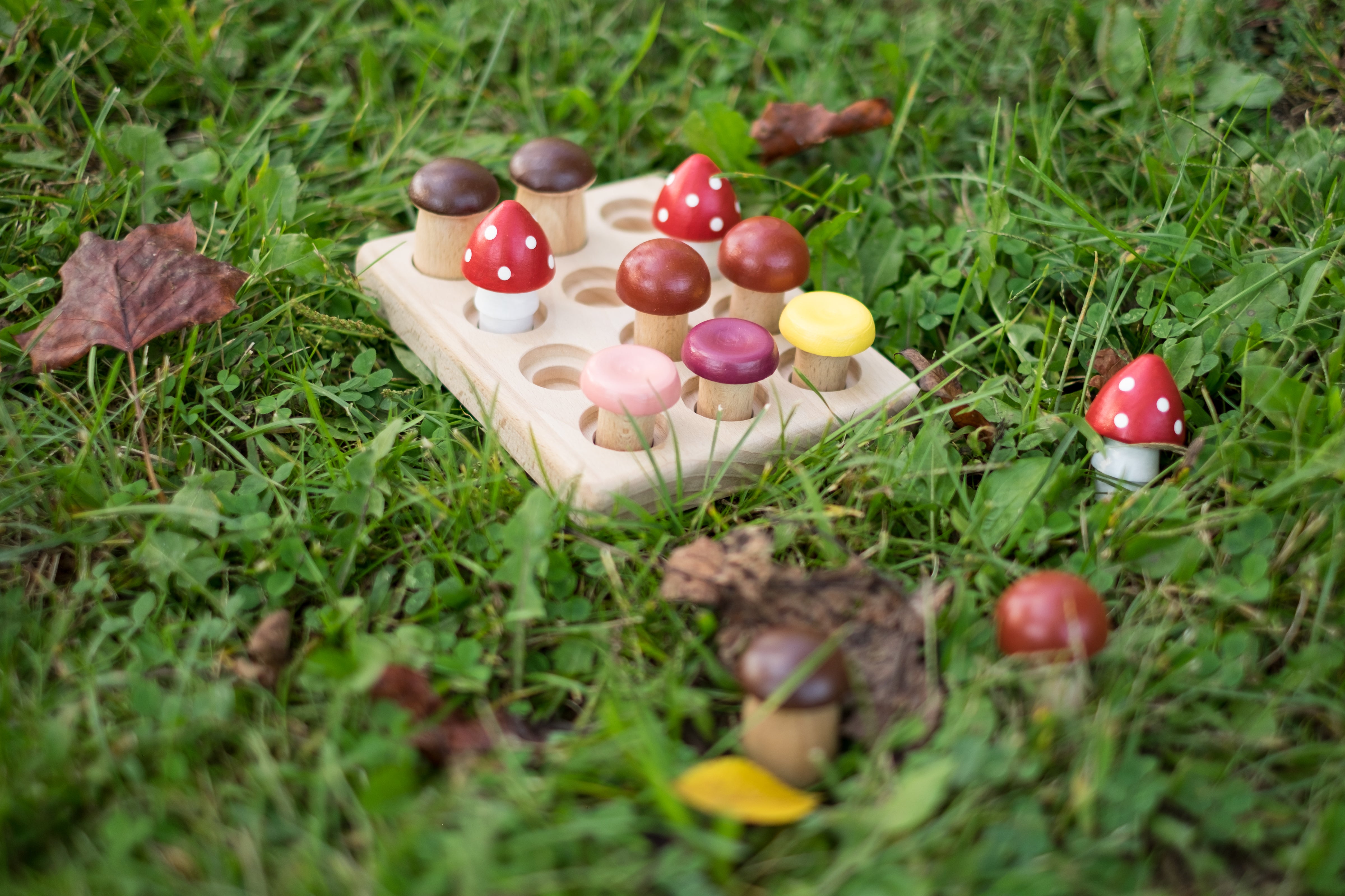 Wood Mushrooms On The Field