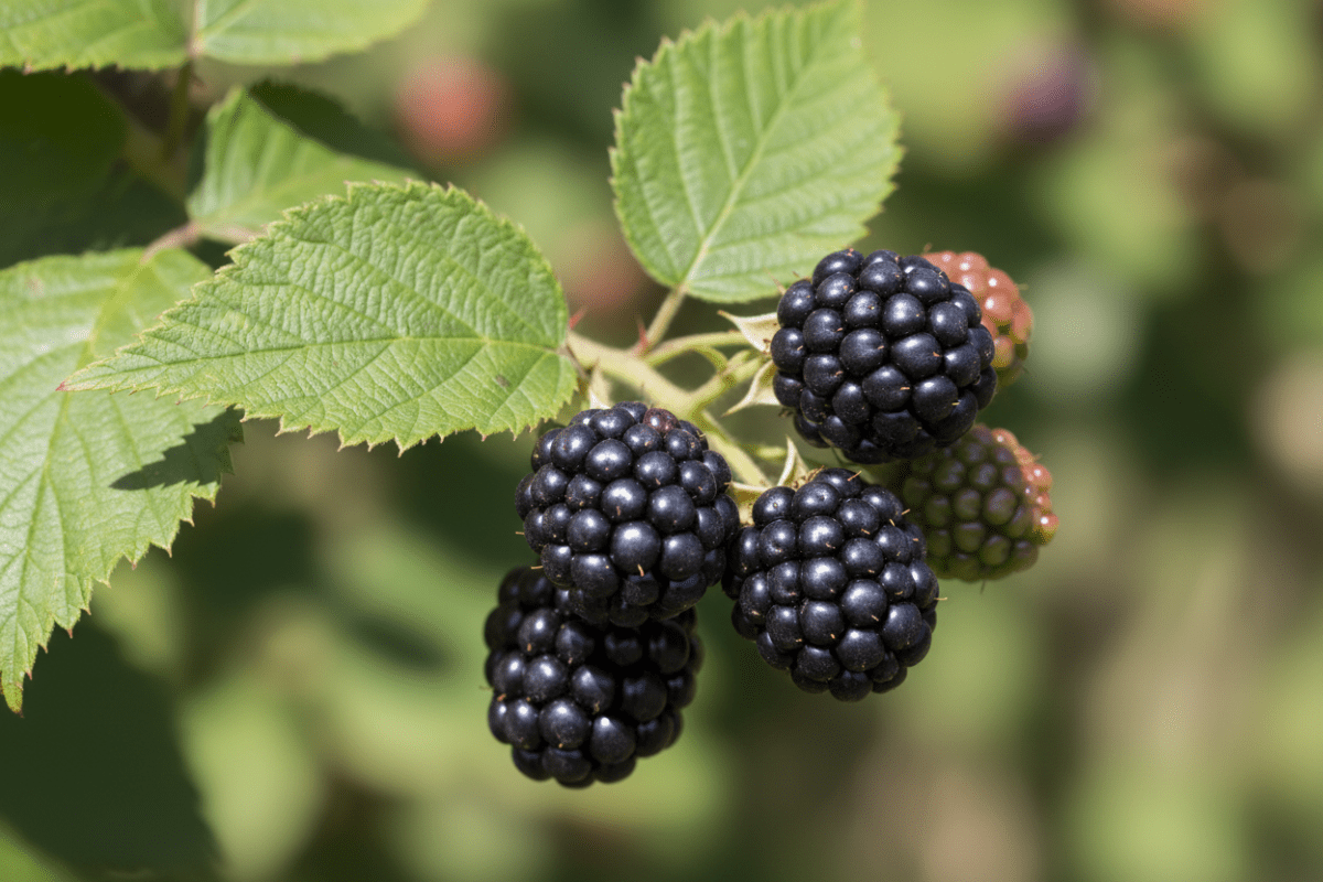 Blackberry | Shrub Seed Starter Grow Kit |
