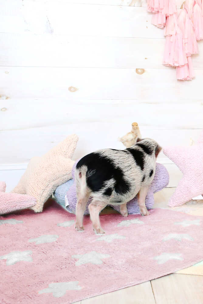 Washable Rug Stars Pink - STARS