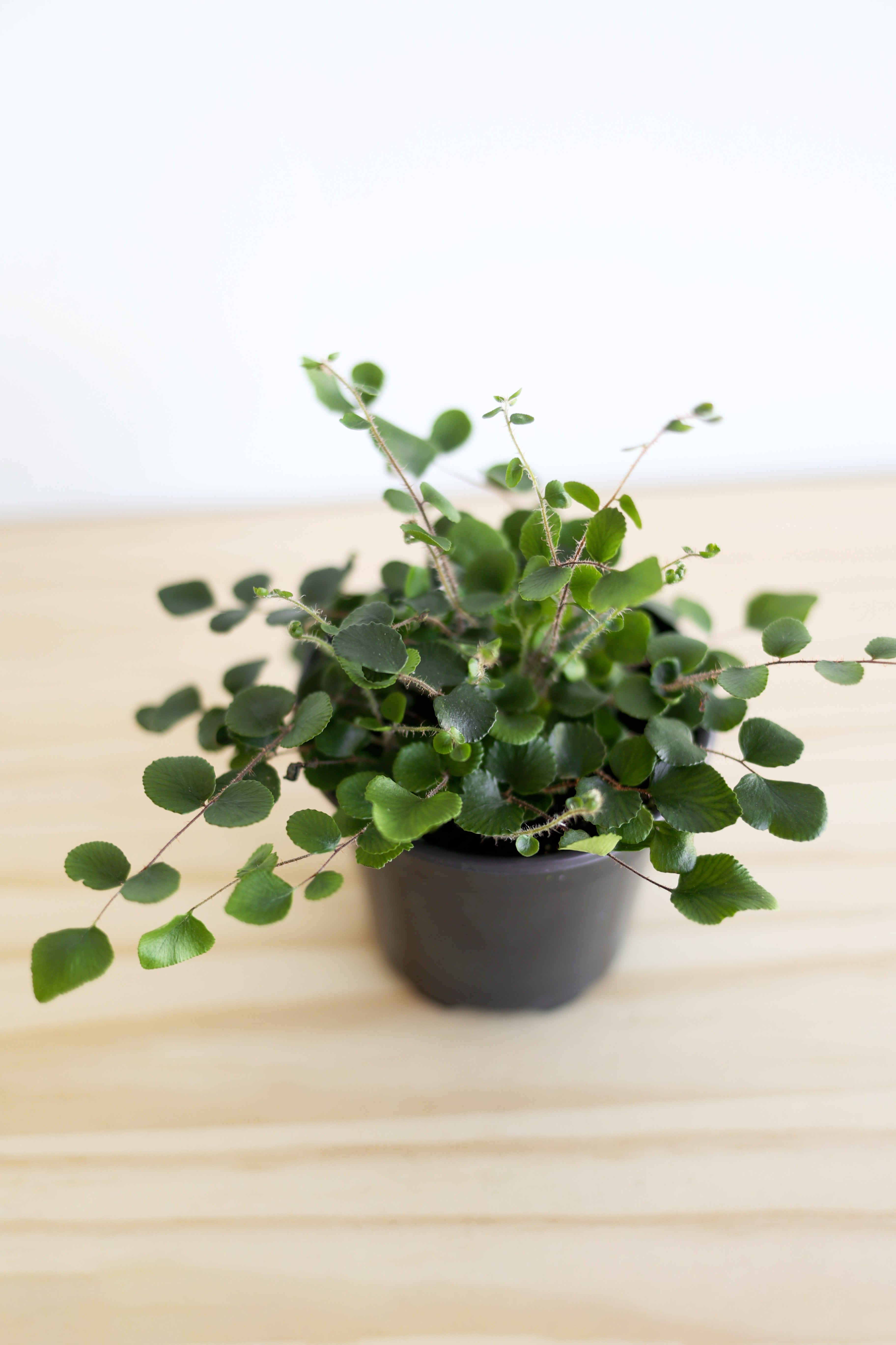 Button Fern