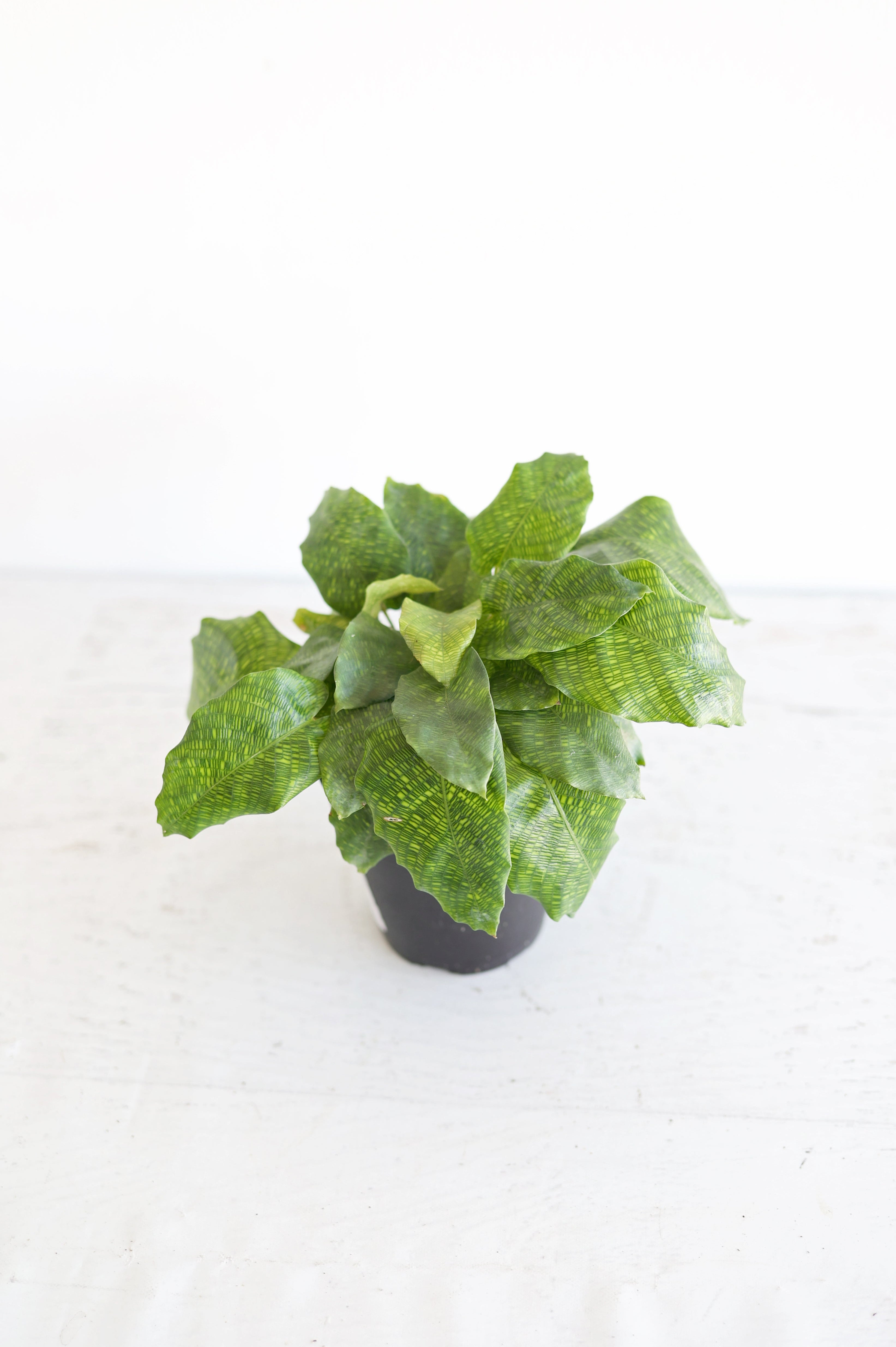 Musaica Calathea