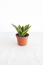Bird's Nest Snake Plant | 4" Pot
