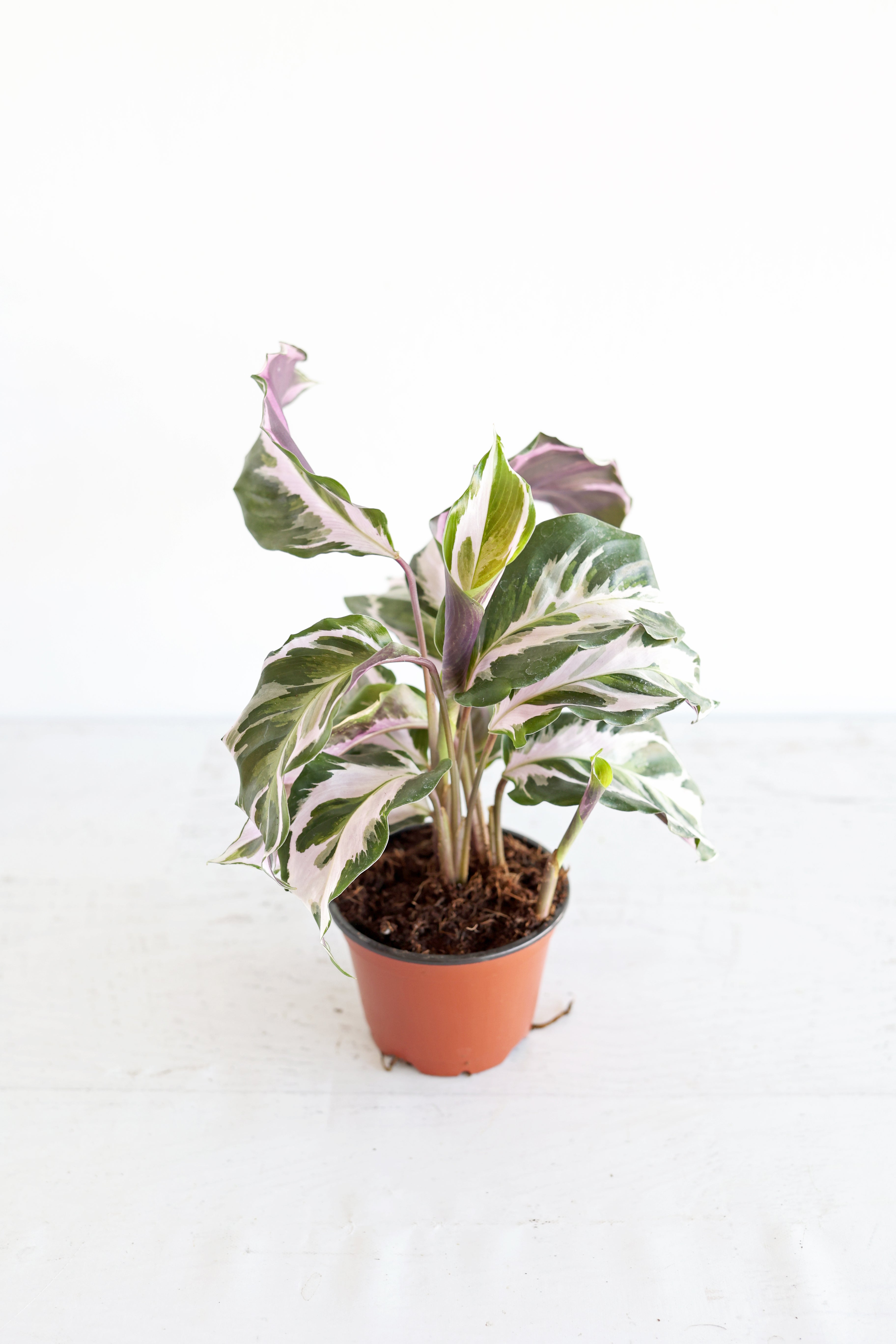 Calathea "stella"