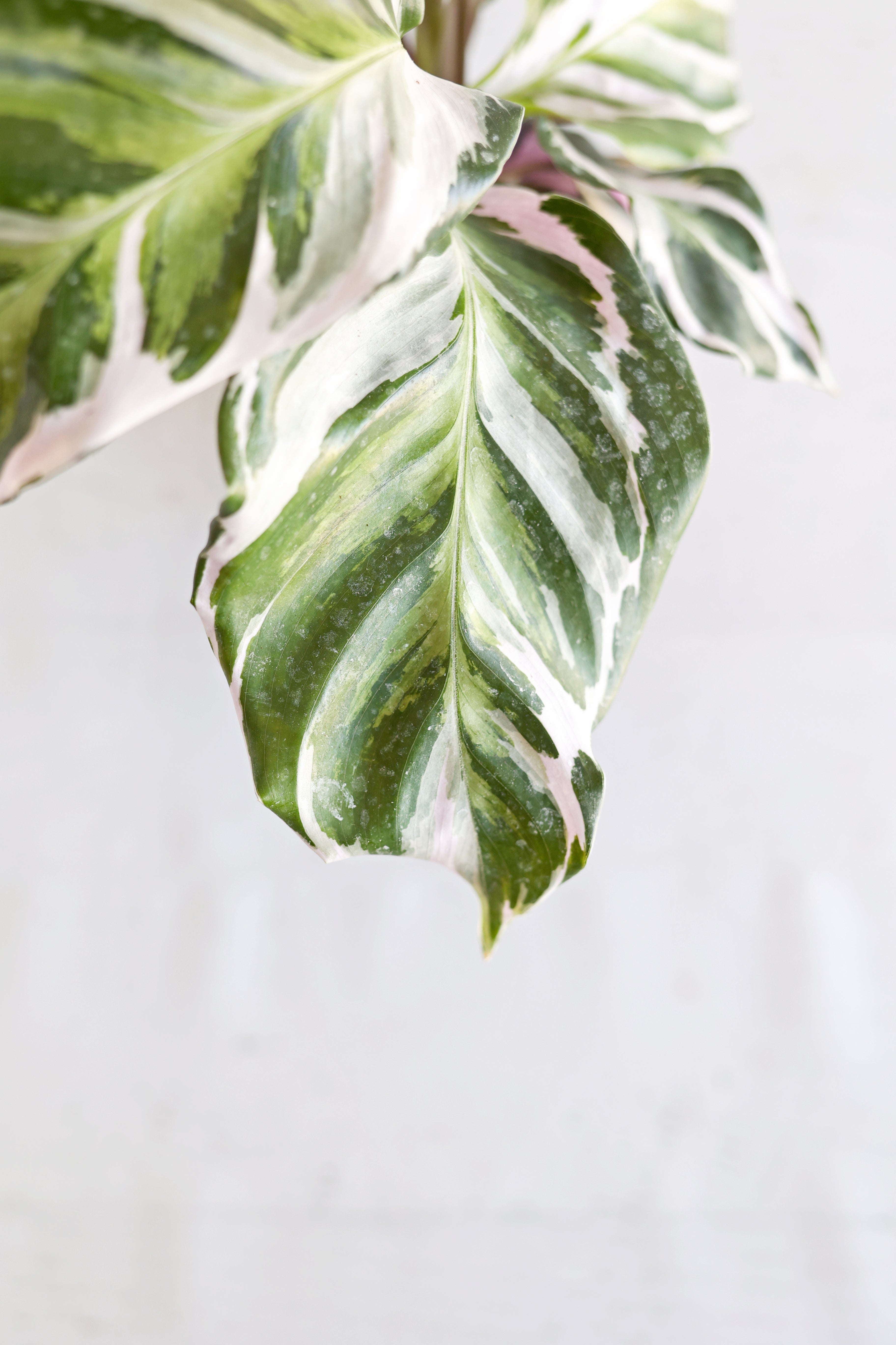 Calathea "stella"