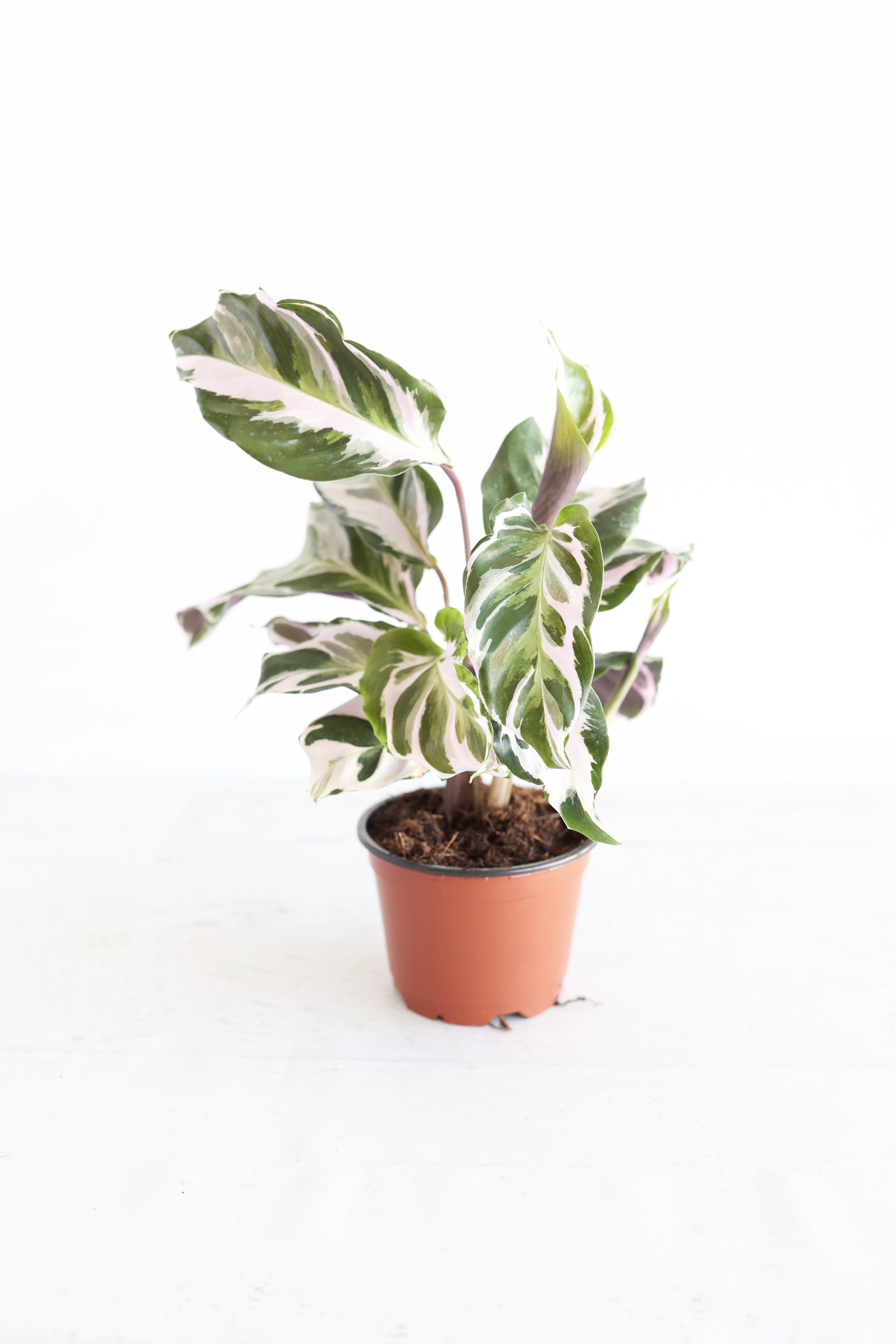 Calathea "stella"