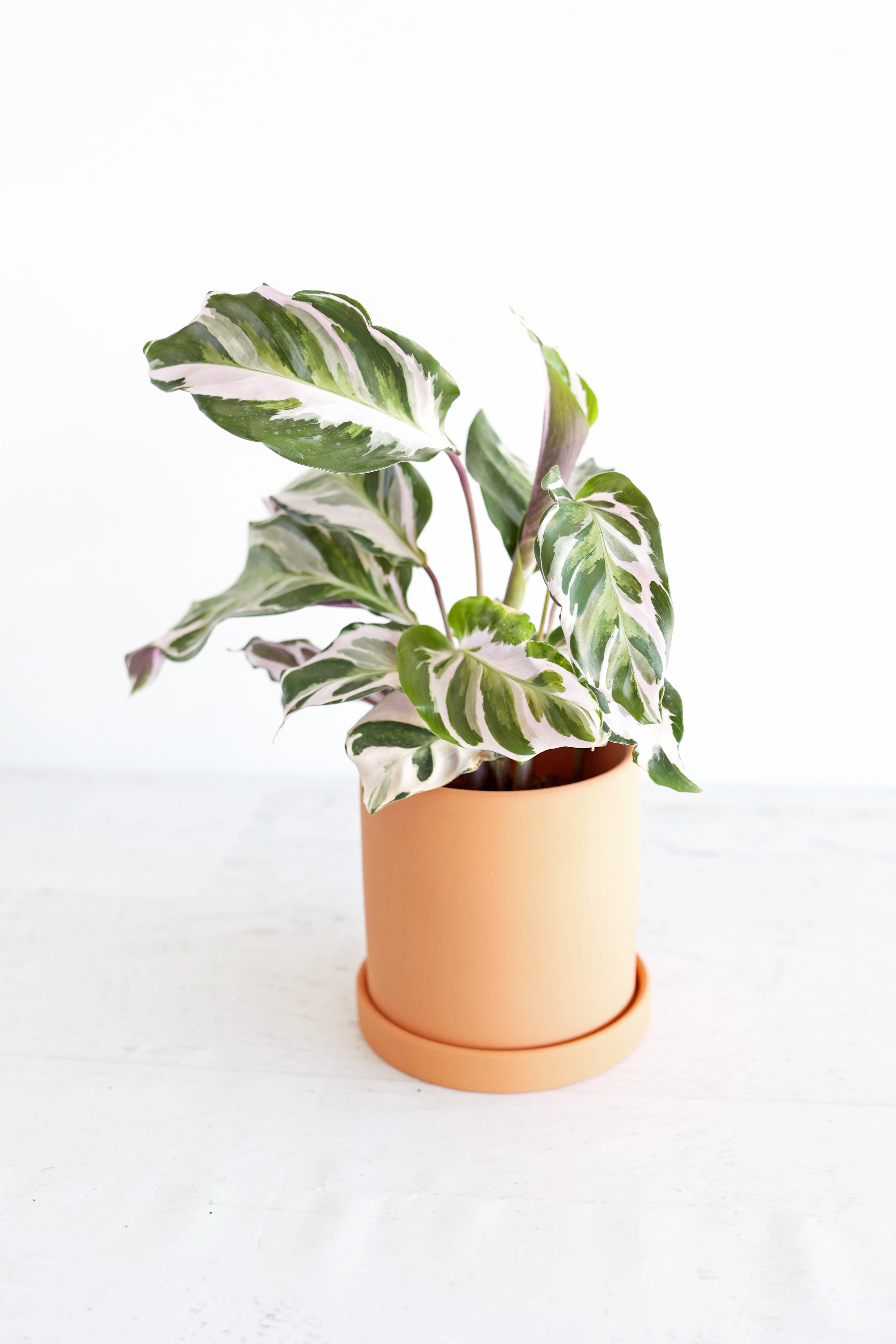 Calathea "stella"
