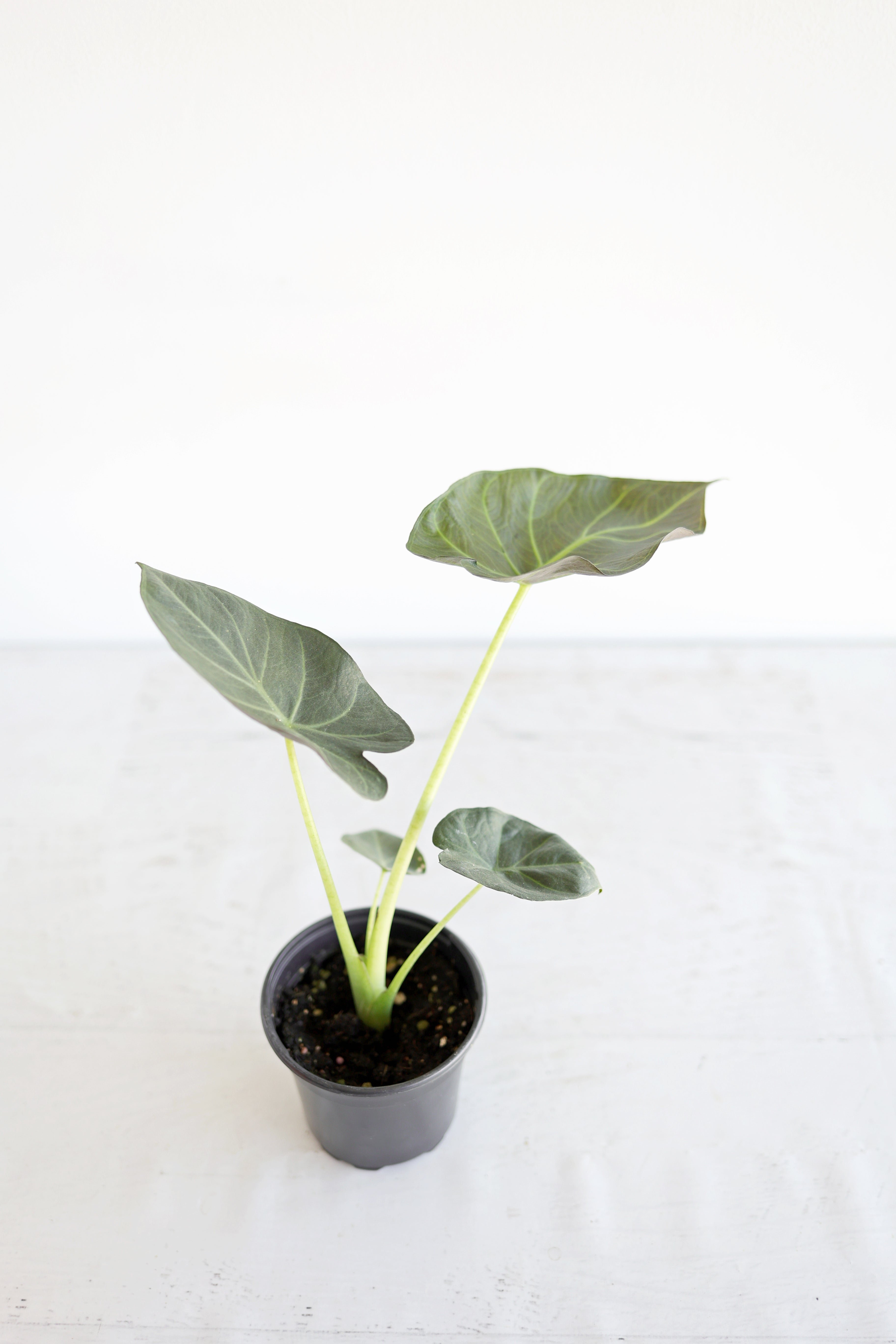 Alocasia "regal Shield"