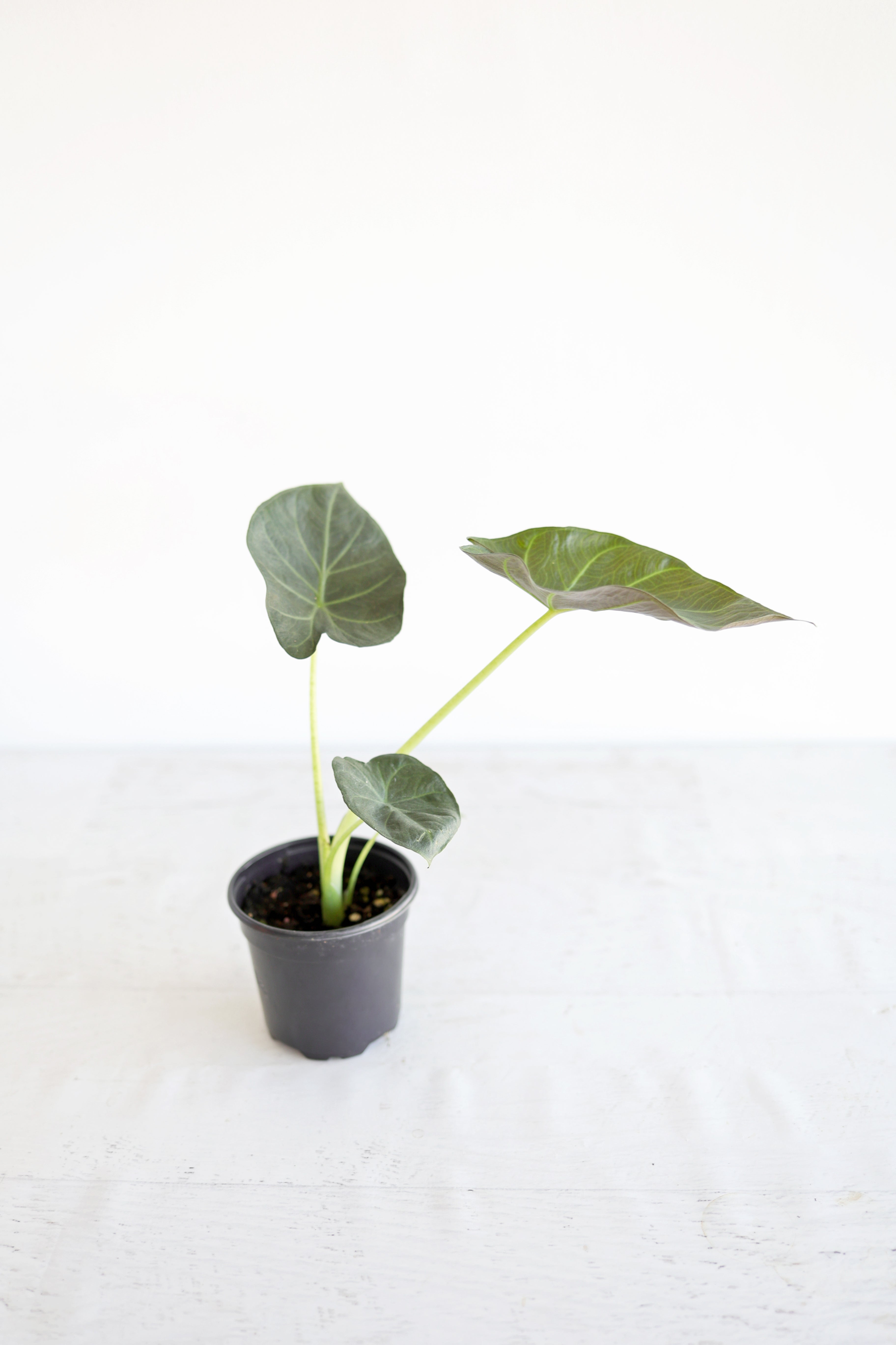 Alocasia "regal Shield"