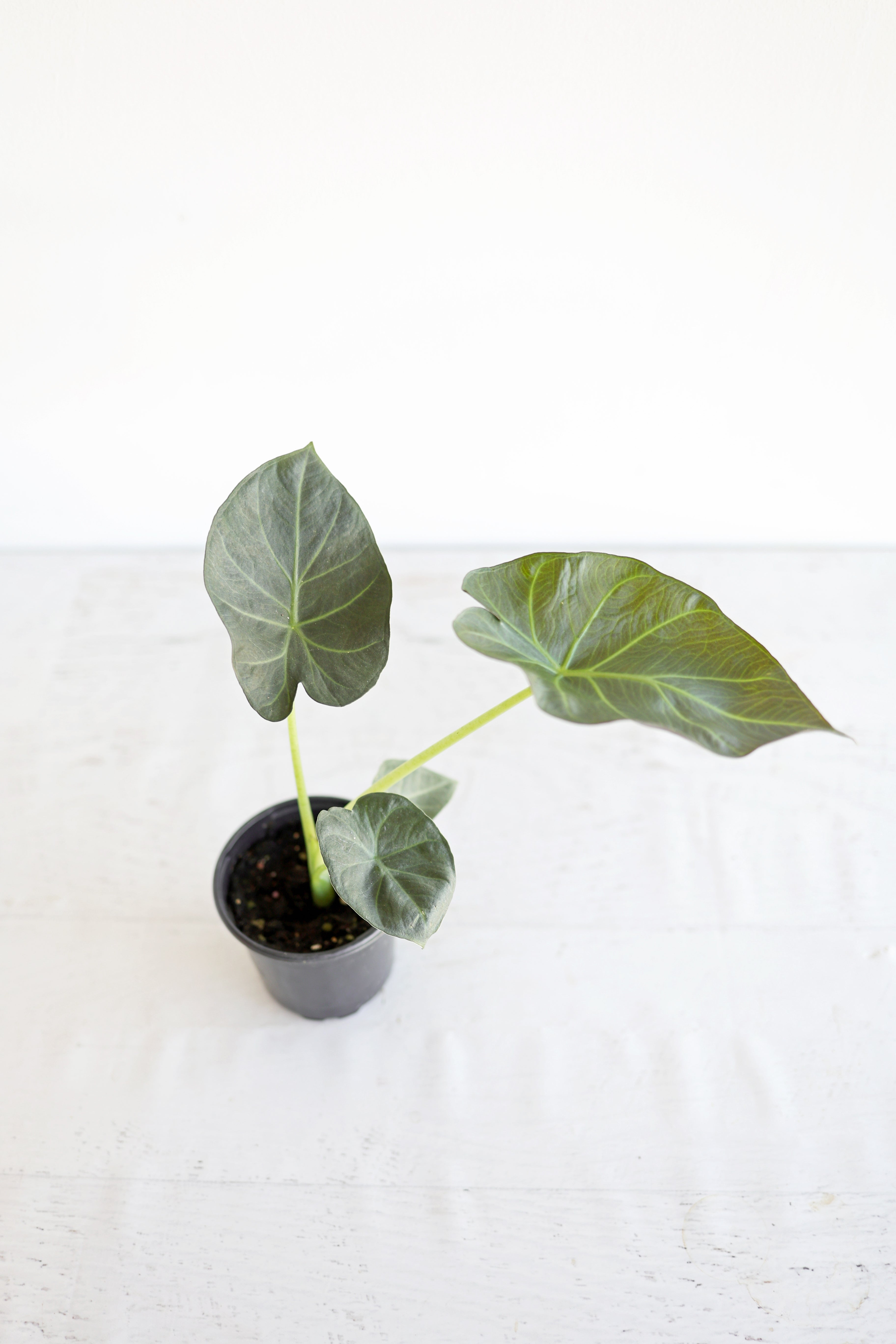 Alocasia "regal Shield"