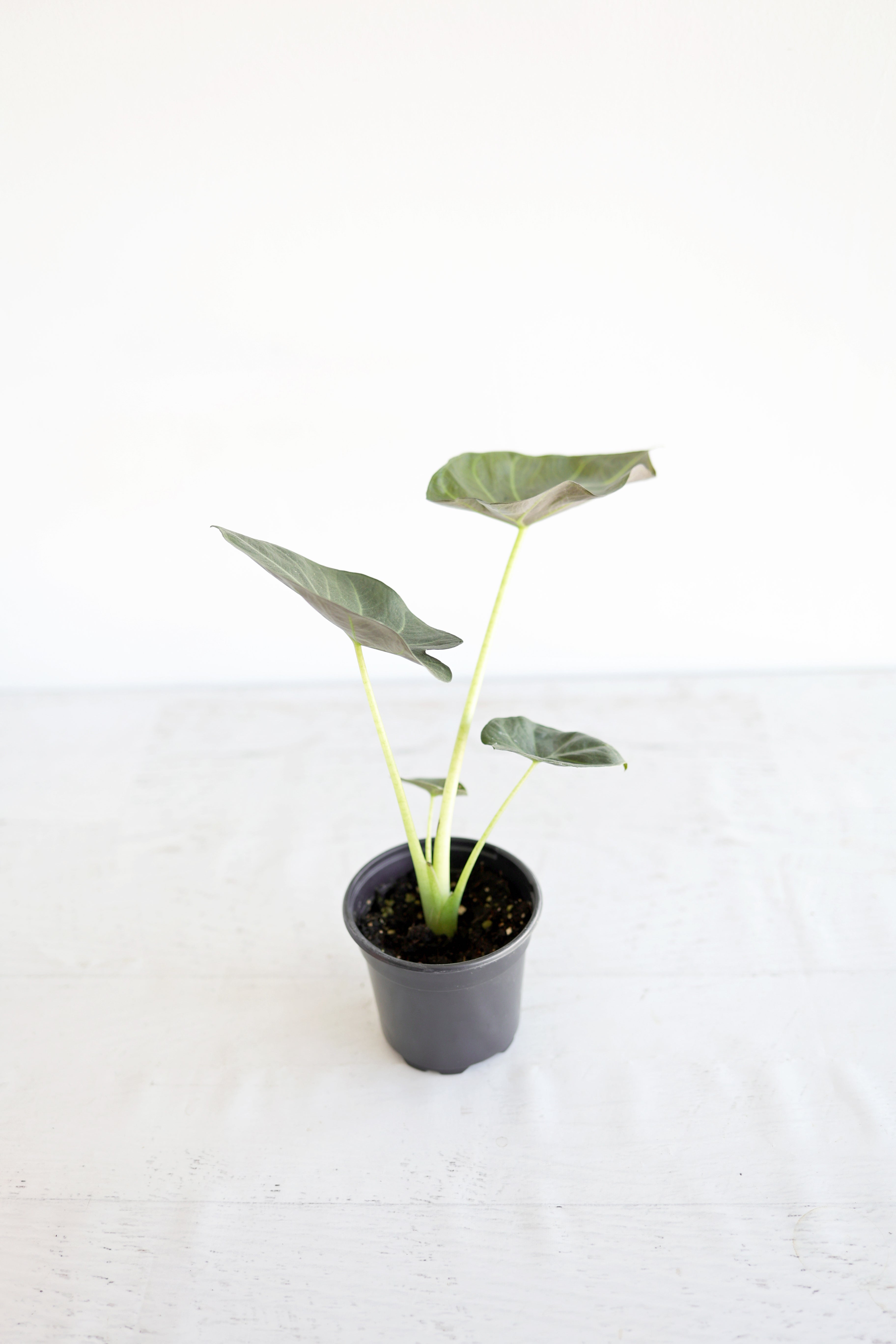Alocasia "regal Shield"