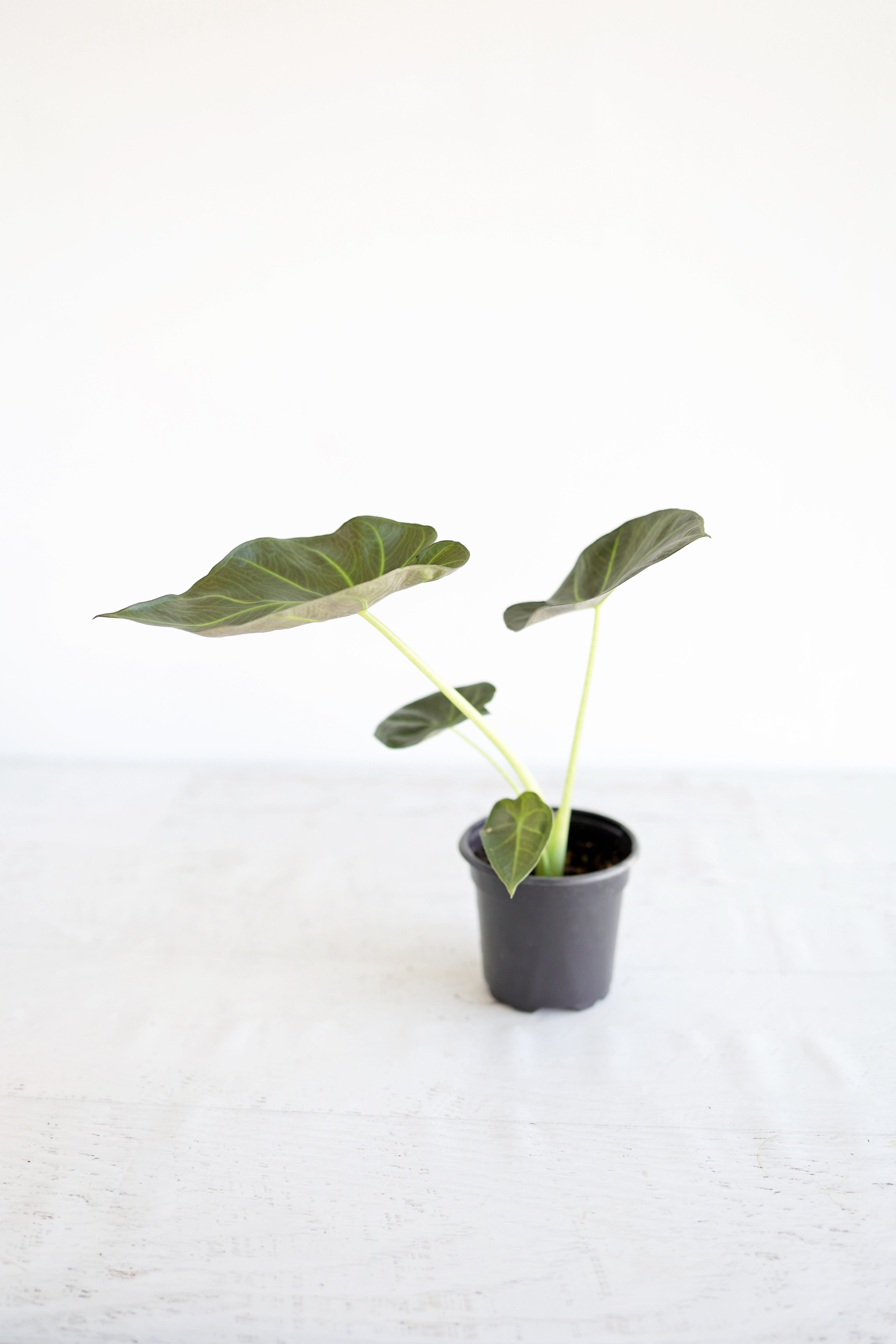 Alocasia "regal Shield"