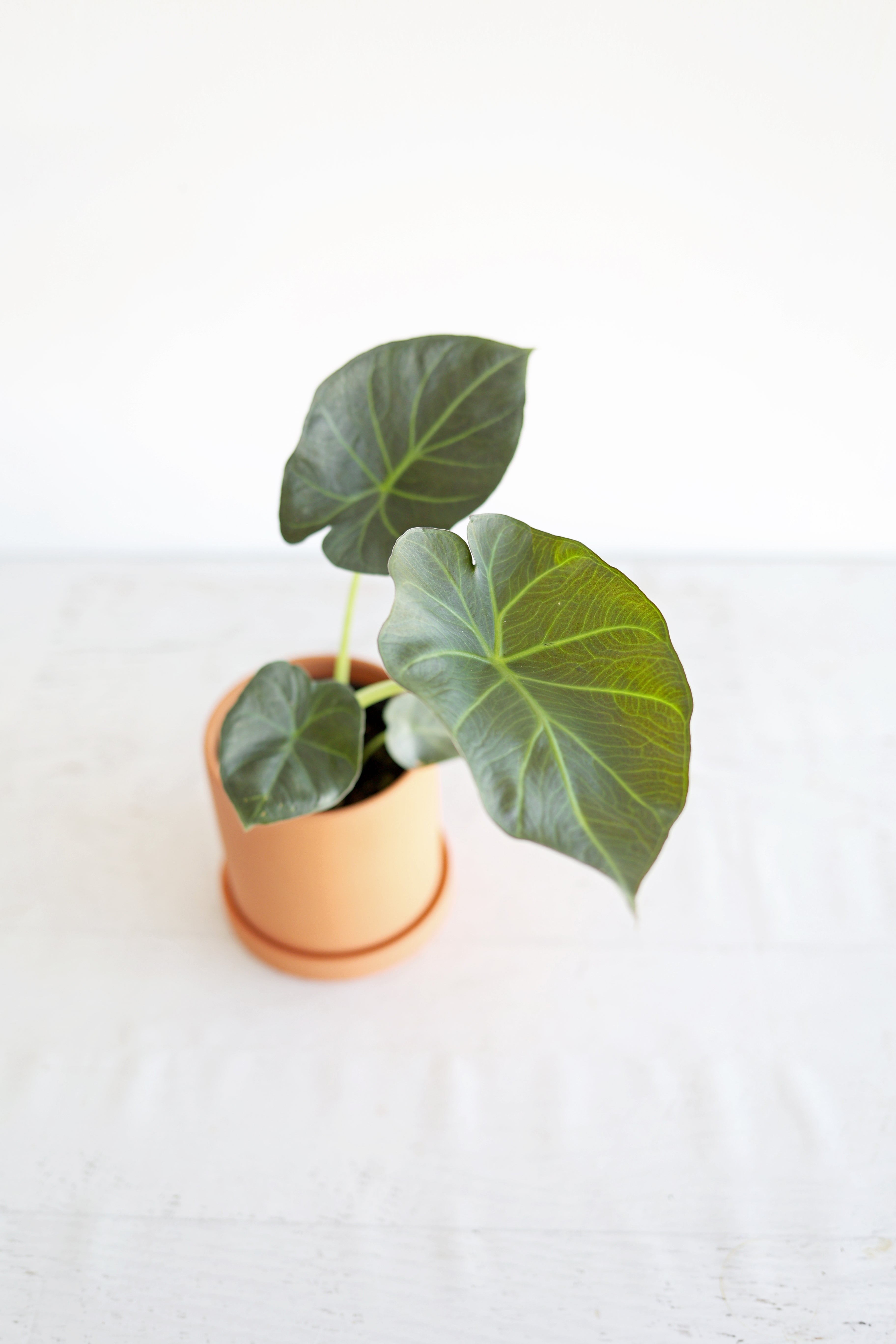 Alocasia "regal Shield"