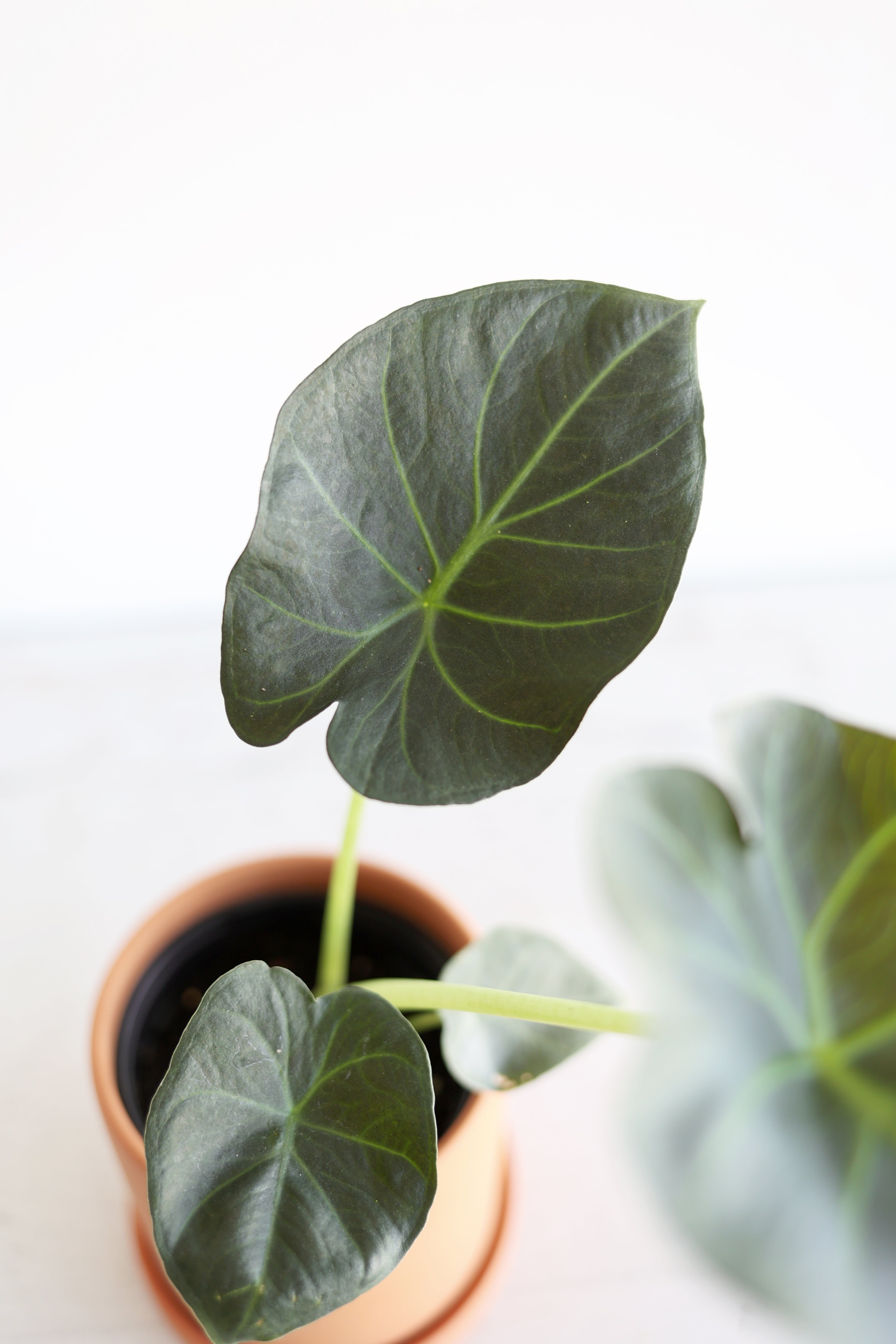 Alocasia "regal Shield"