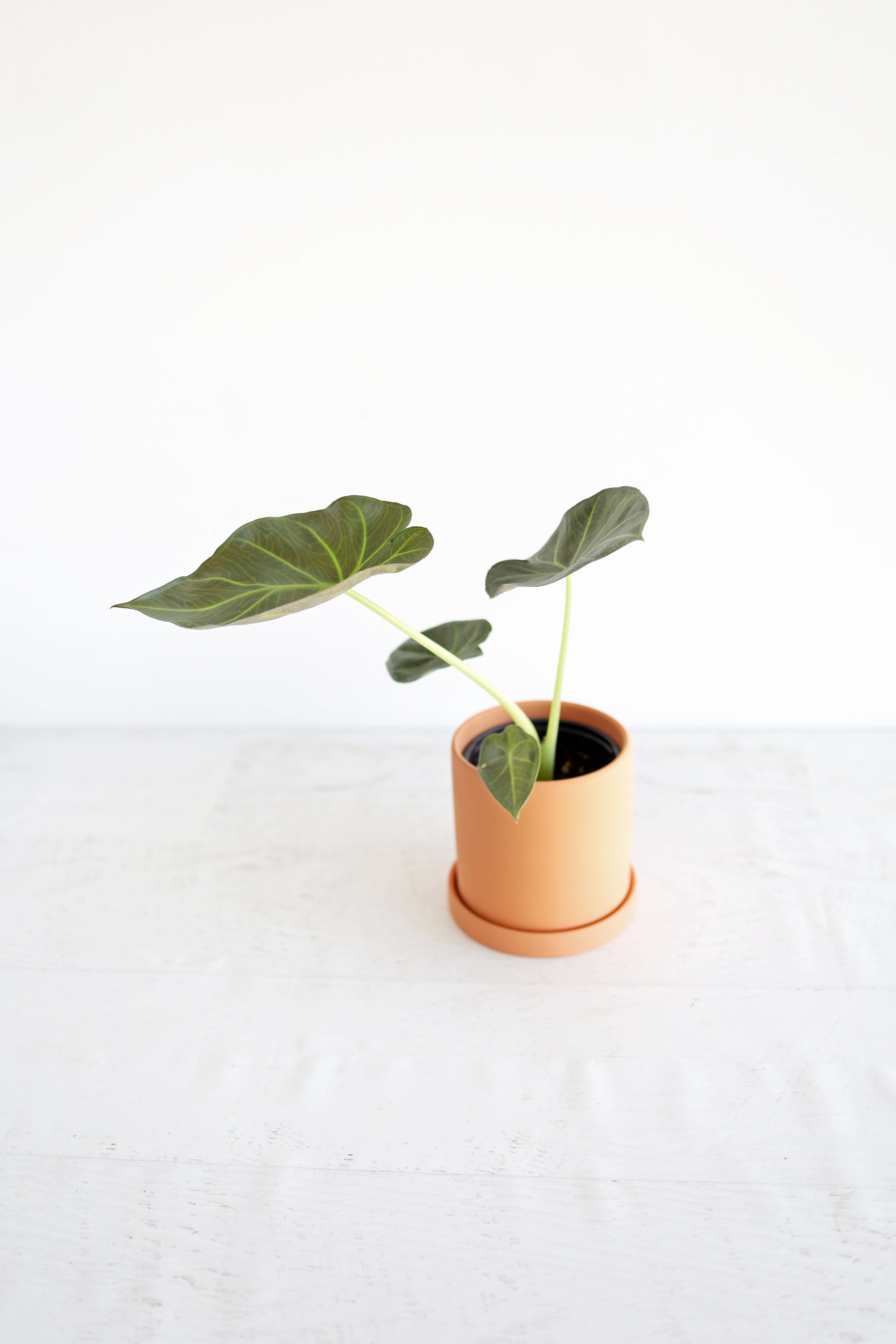 Alocasia "regal Shield"