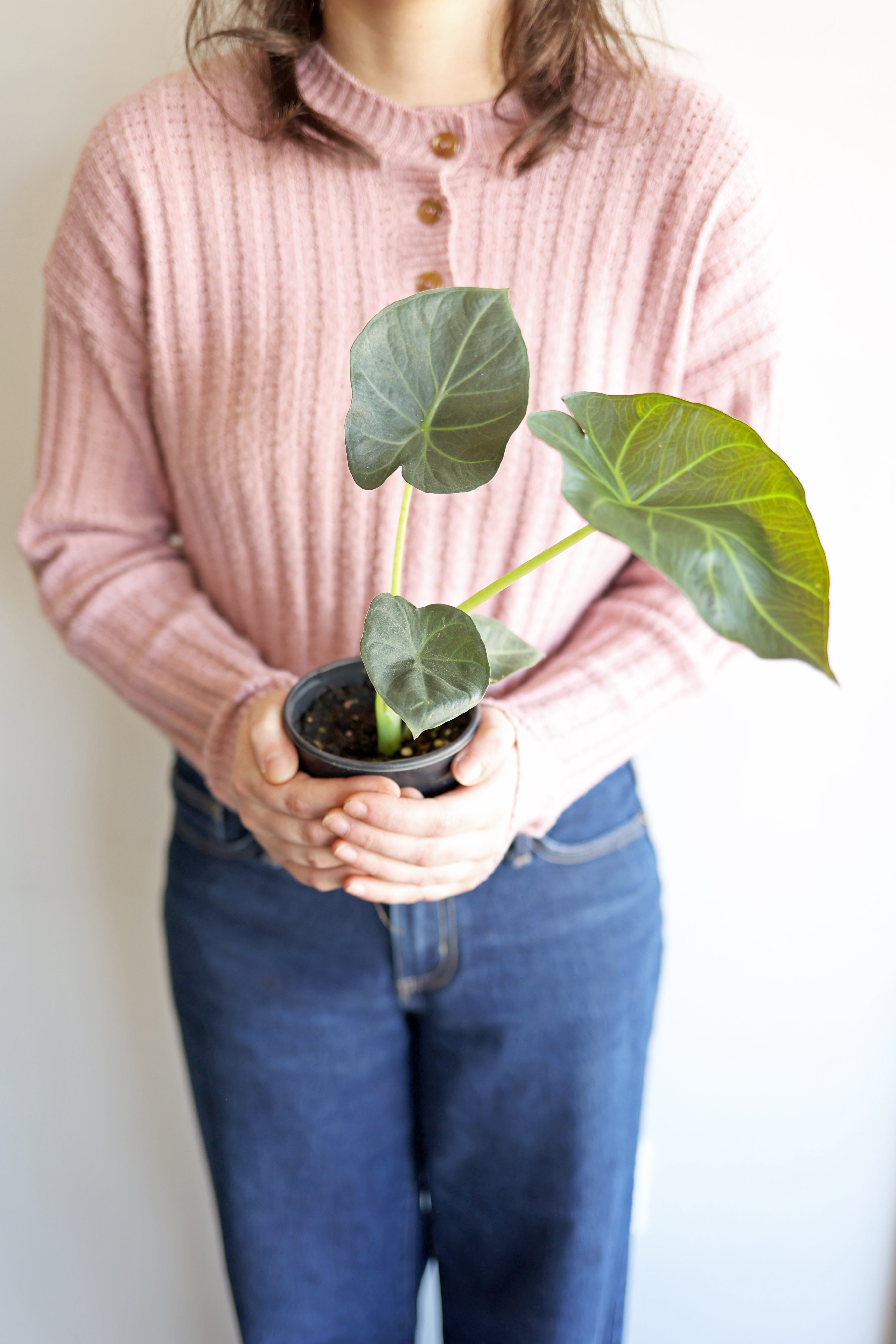 Alocasia "regal Shield"