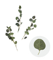 Eucalyptus Leaf Branches