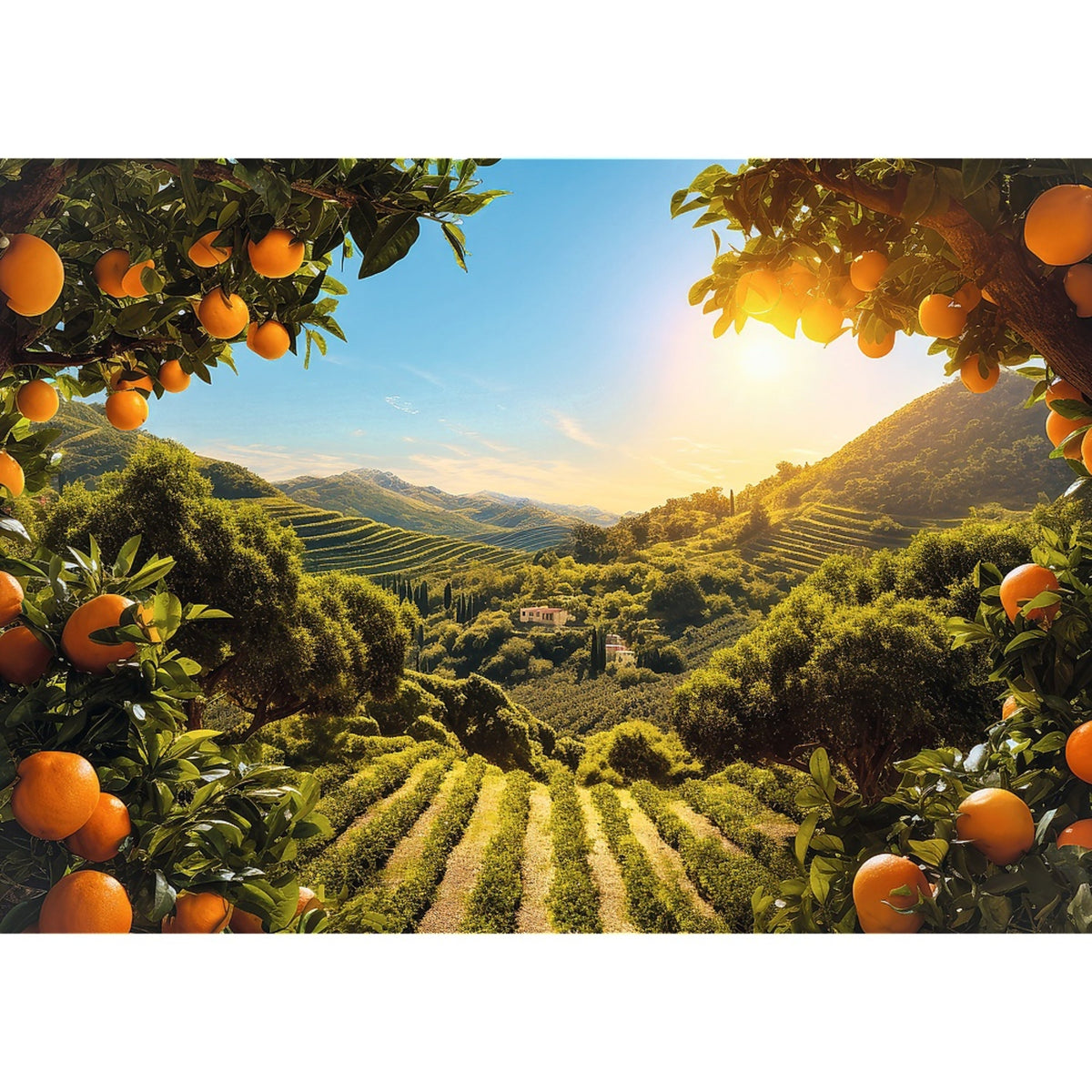 Red Sunsets: Mountain Orange Grove 1000 Piece Puzzle