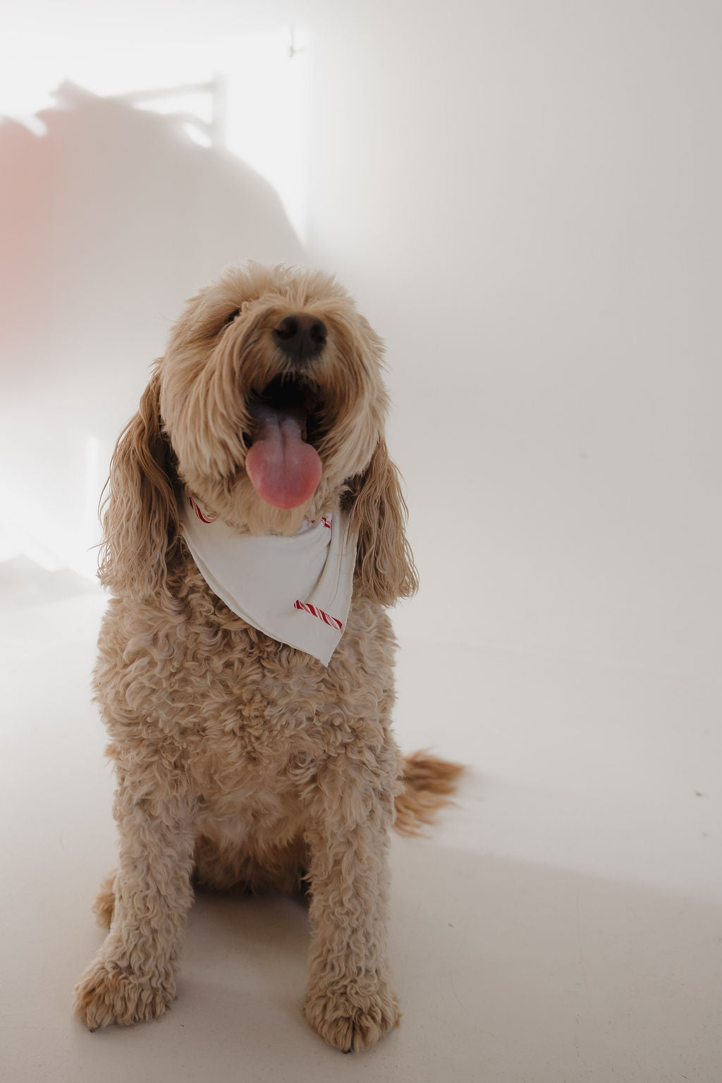 Bamboo Bandana | Candy Cane