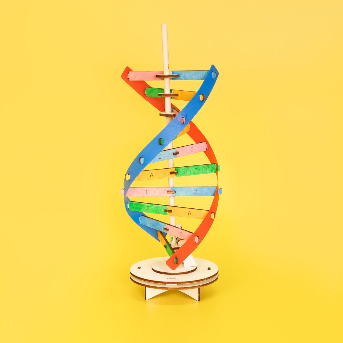Diy Dna Double Helix Model Kit – Build & Paint Biology Stem Project