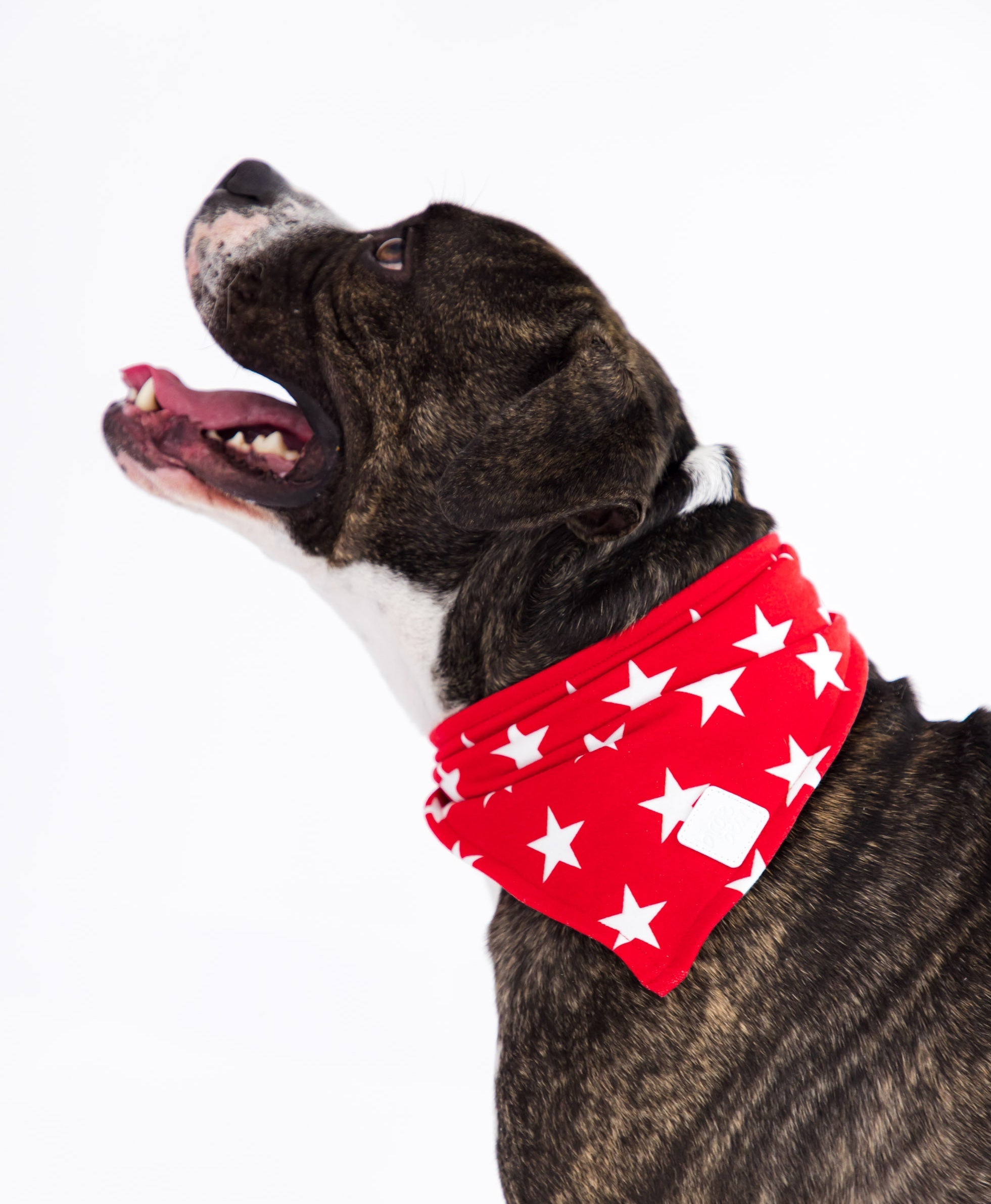 Star Pet Bandana