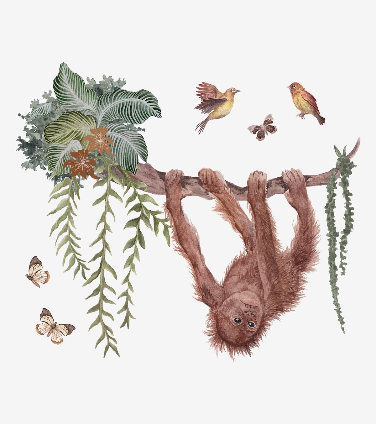 Utan - Wall Decals Murals - Orangutan