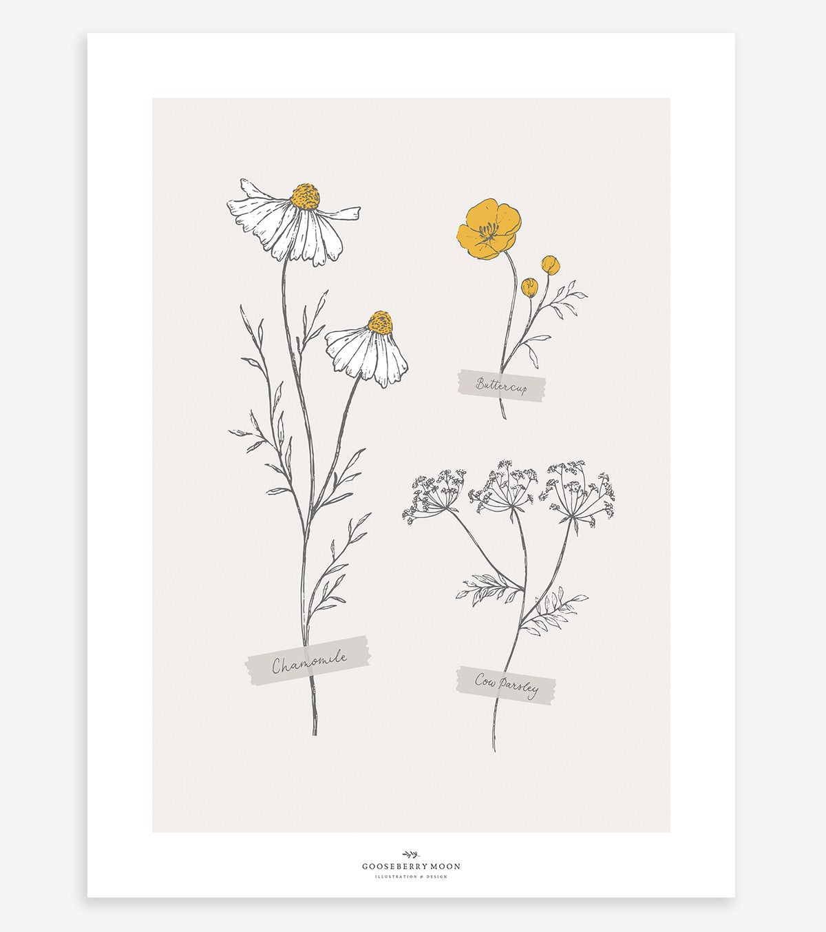 Chamomile - Children's Poster - Field Flowers