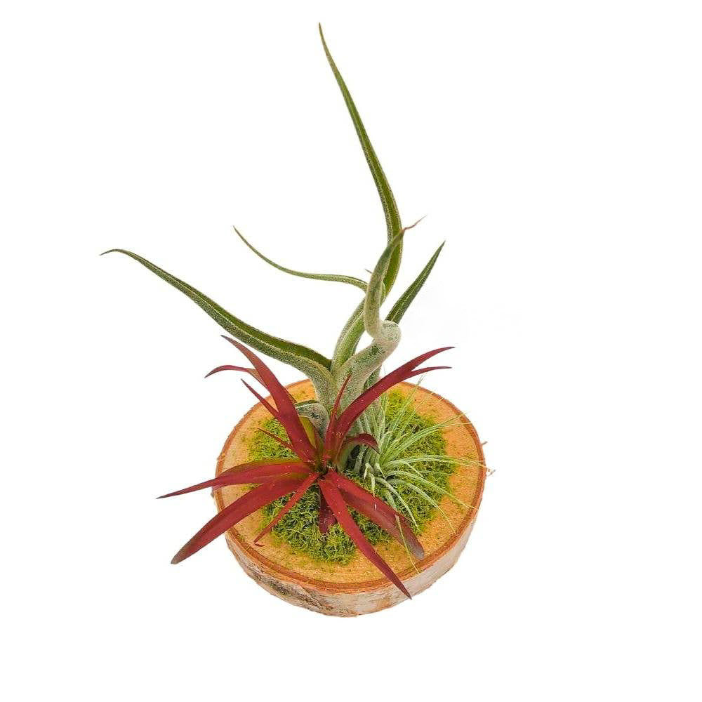 Wood Arrangement With Air Plants