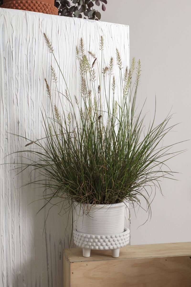 Jane Footed Pot With Saucer