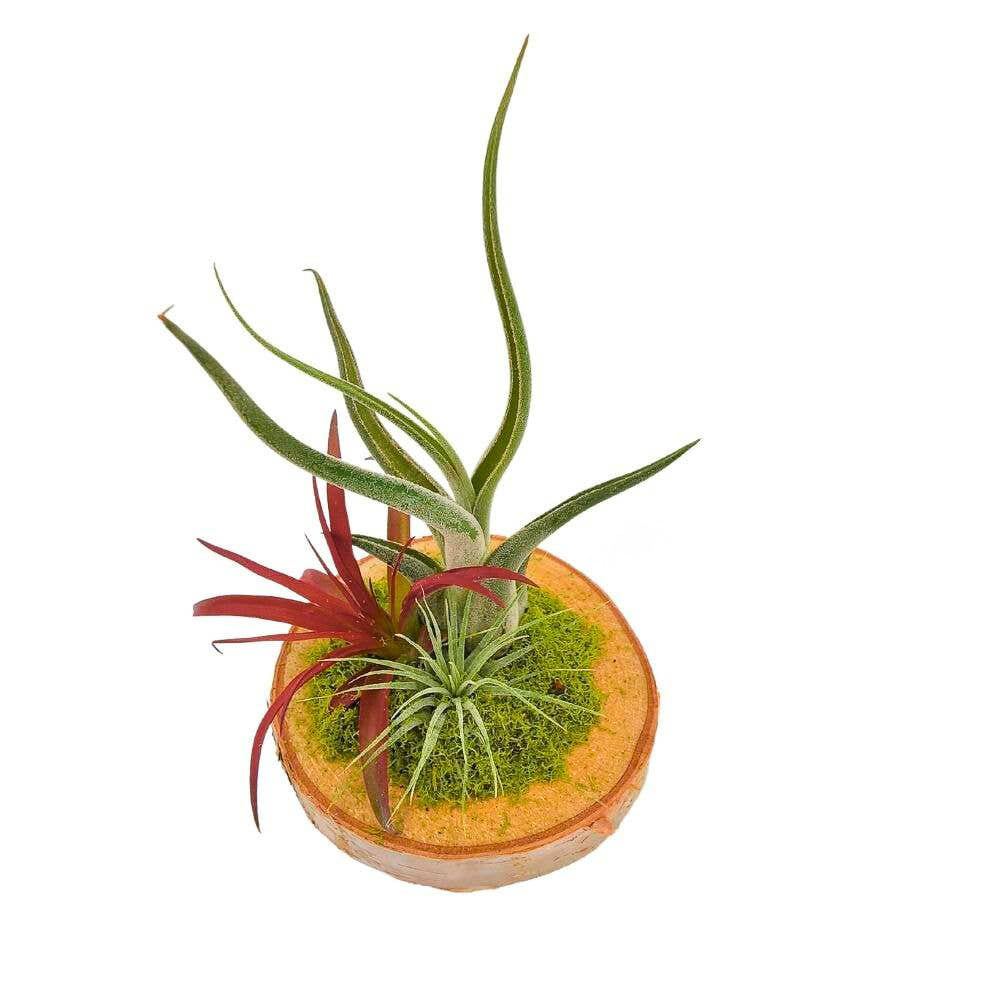 Wood Arrangement With Air Plants