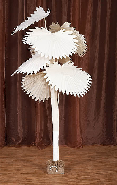 Chinese Palm Tree