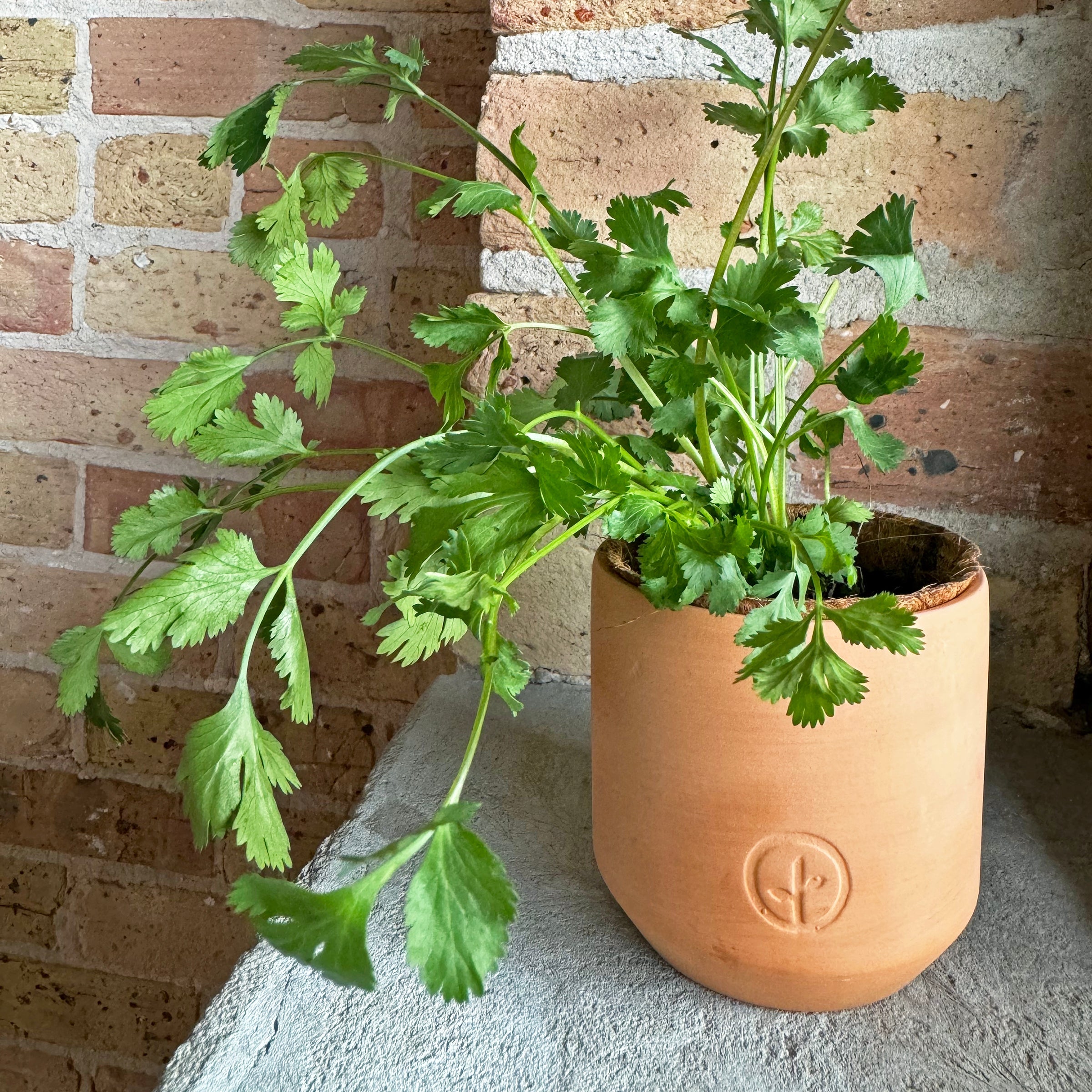 Tiny Terracotta Herb Kits