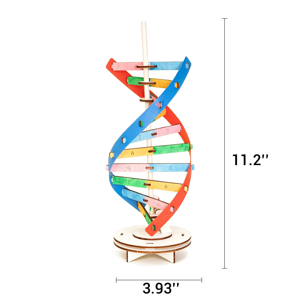 Diy Dna Double Helix Model Kit – Build & Paint Biology Stem Project