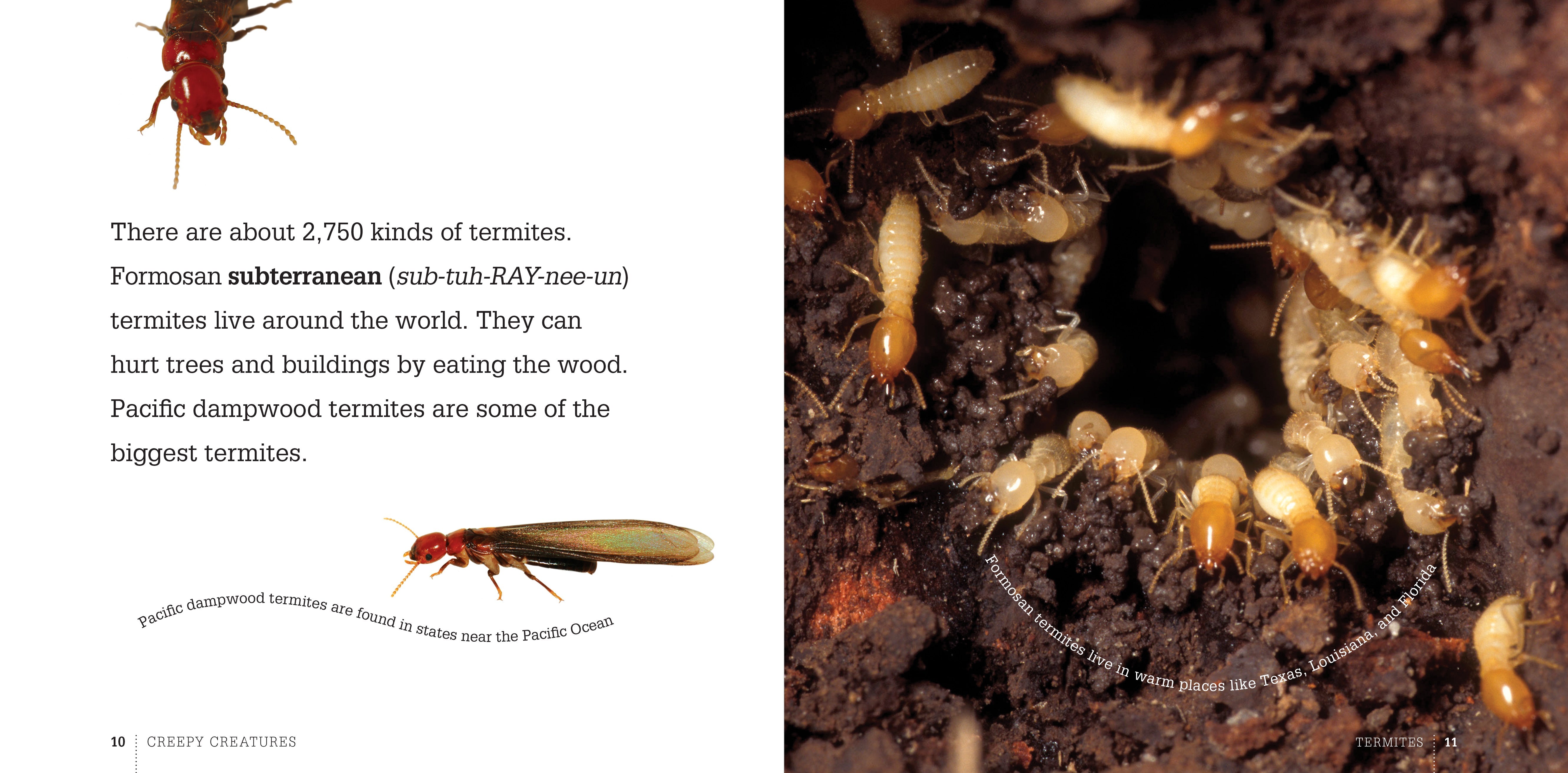 Creepy Creatures: Termites by The Creative Company