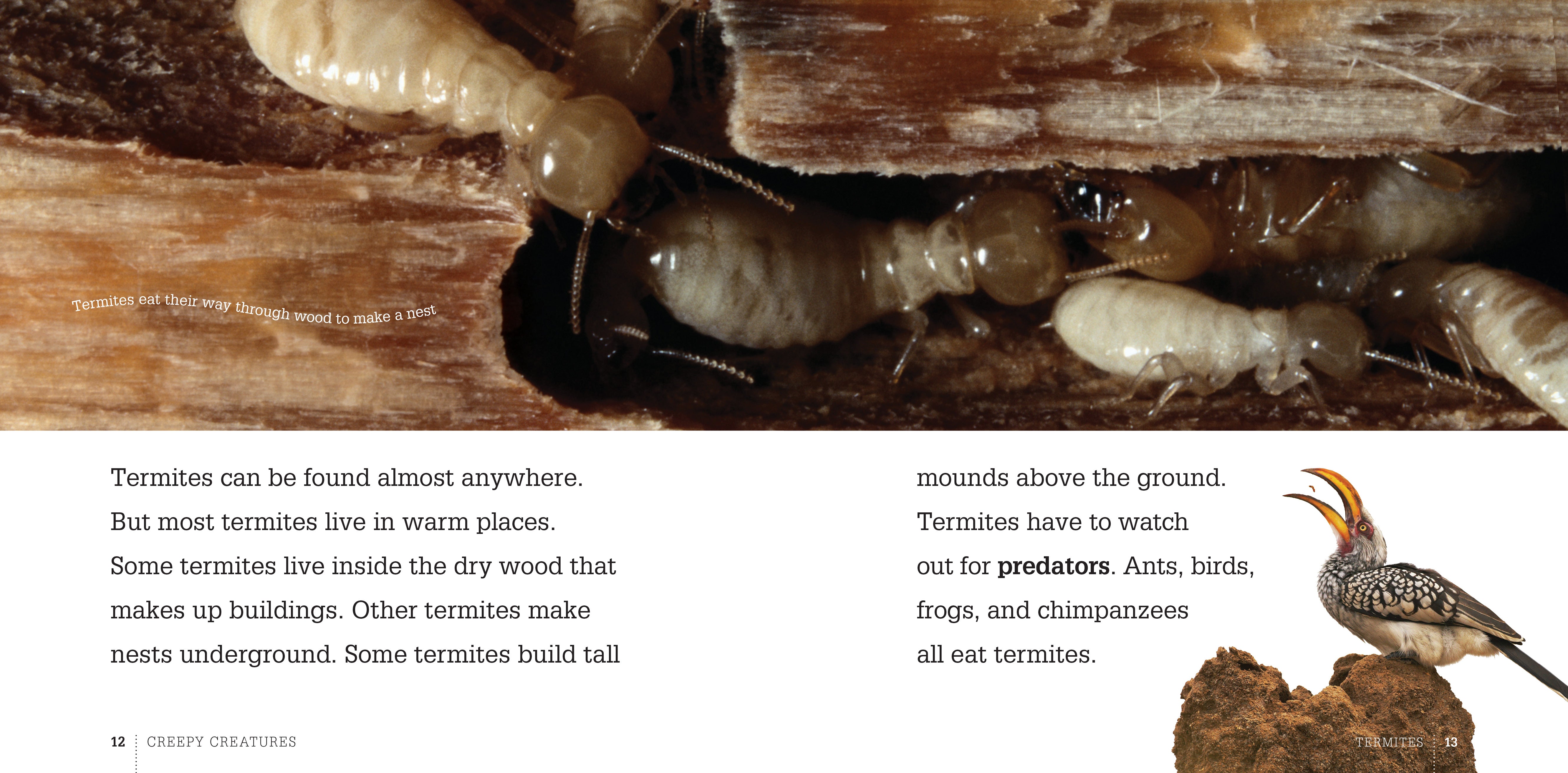 Creepy Creatures: Termites by The Creative Company