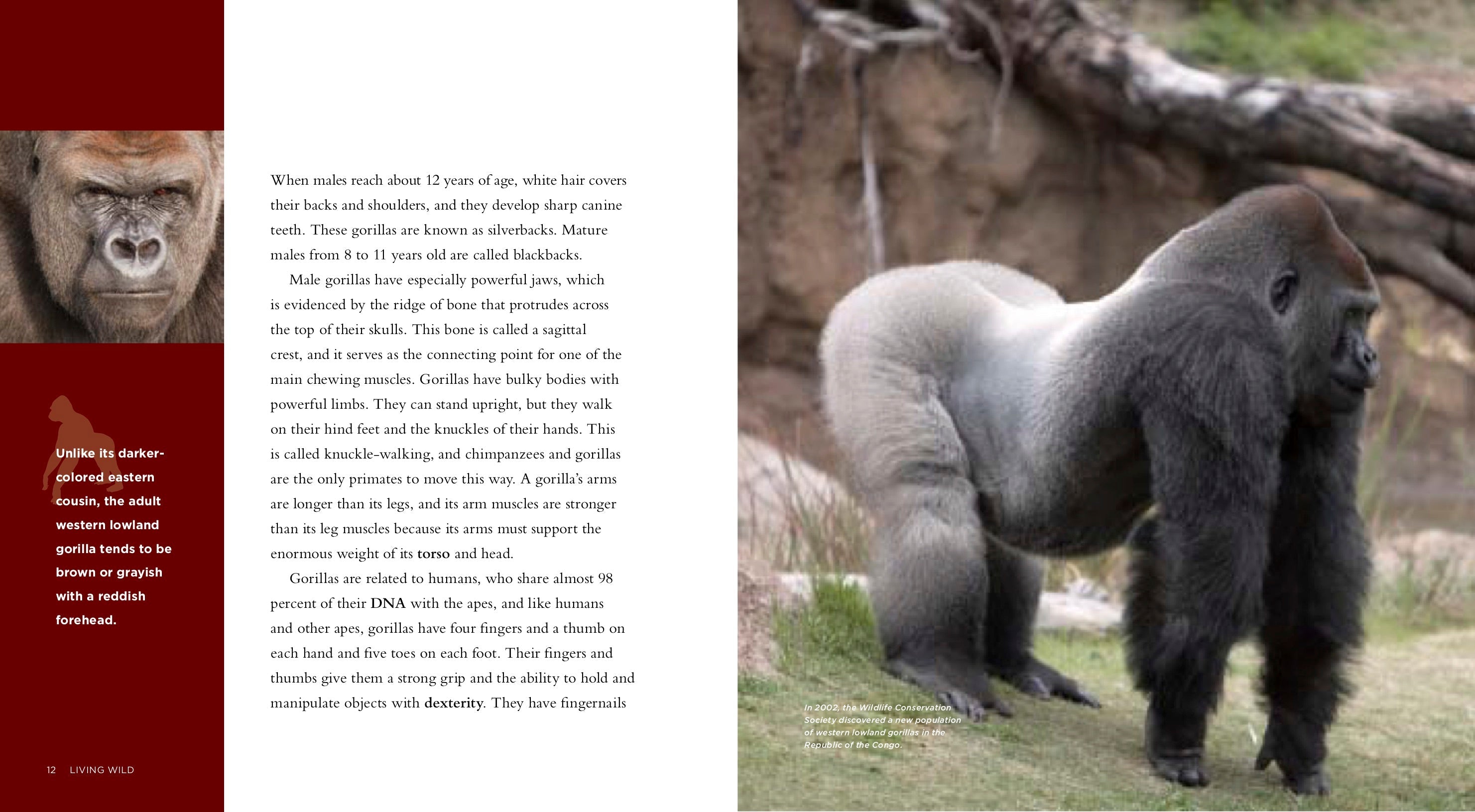 Living Wild - Classic Edition: Gorillas by The Creative Company