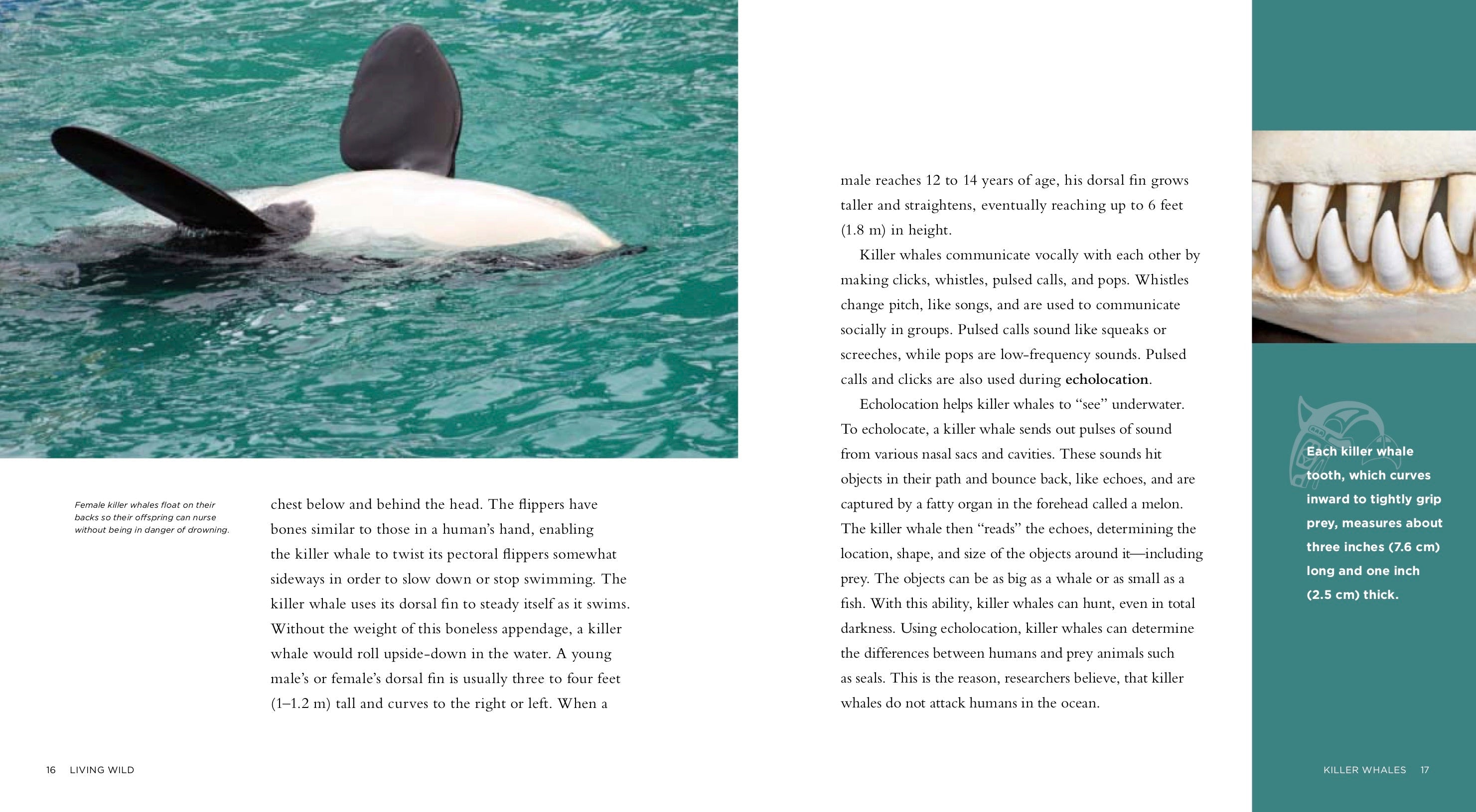 Living Wild - Classic Edition: Killer Whales by The Creative Company