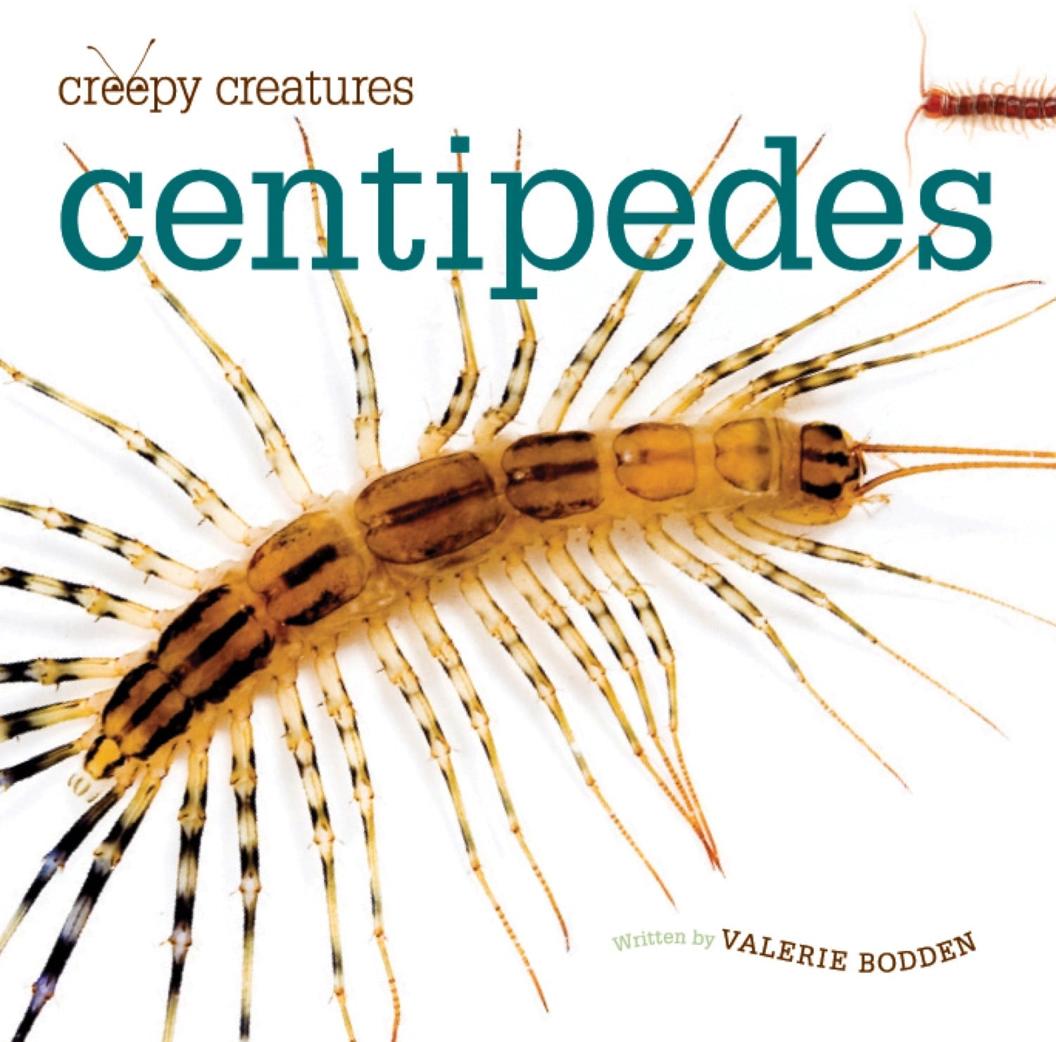 Creepy Creatures: Centipedes by The Creative Company